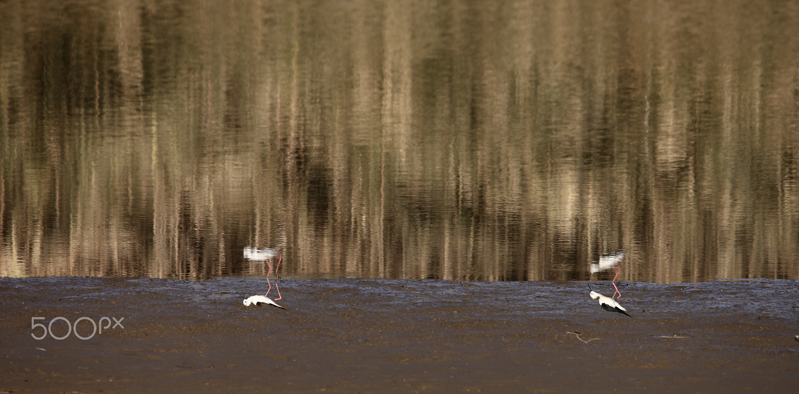 Sigma 150mm f/2.8 EX DG OS HSM APO Macro sample photo. On the nile river photography