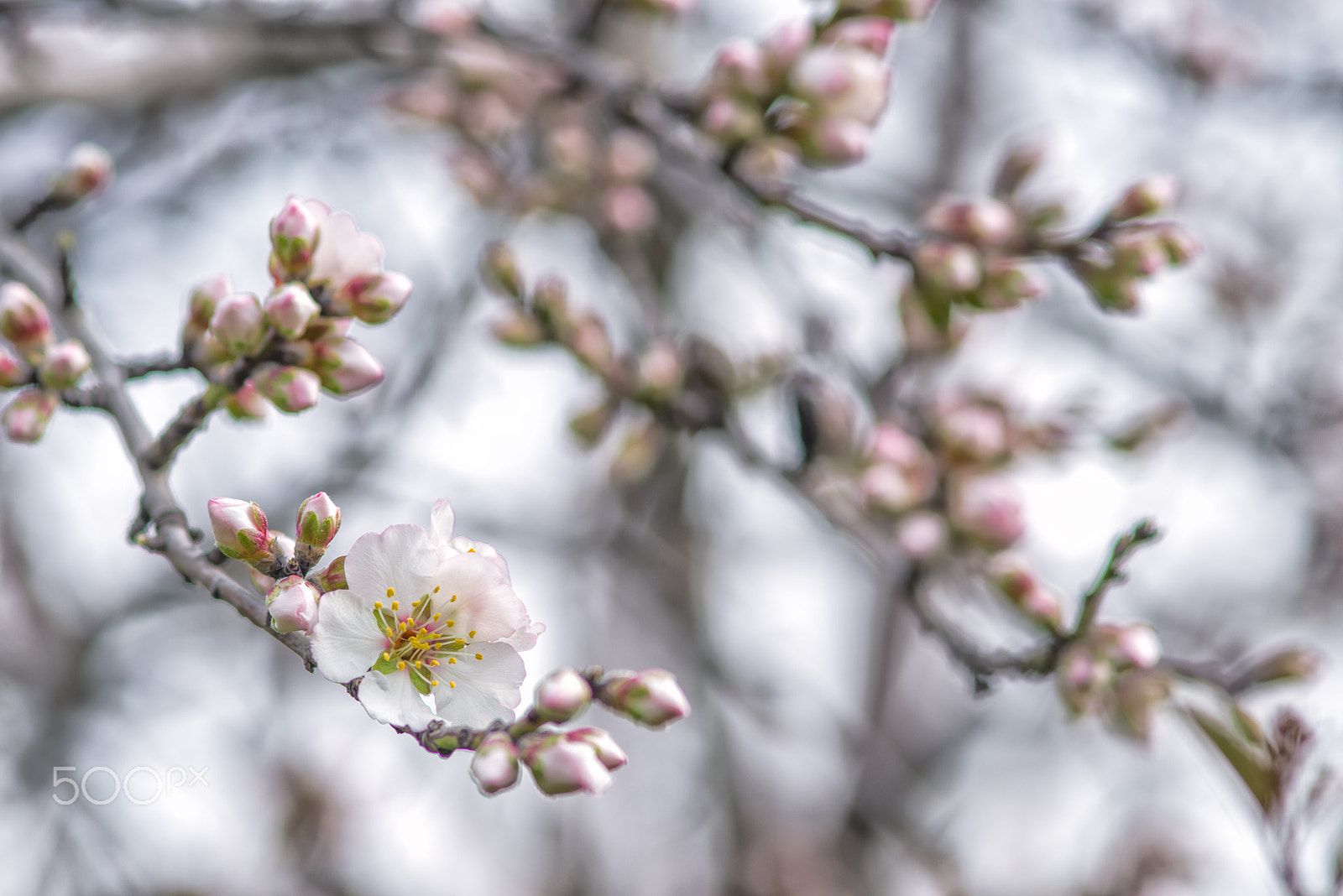 Pentax smc DA* 200mm F2.8 ED (IF) SDM sample photo. Almond tree blossoms season begins ! photography