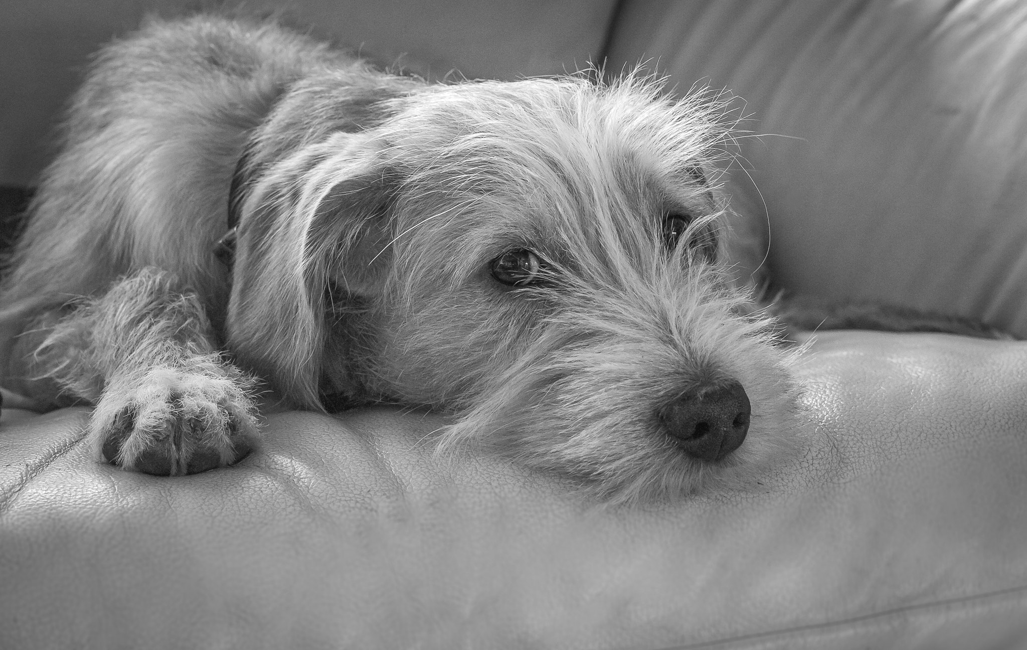 Canon EOS-1Ds Mark II sample photo. Atos observes photography