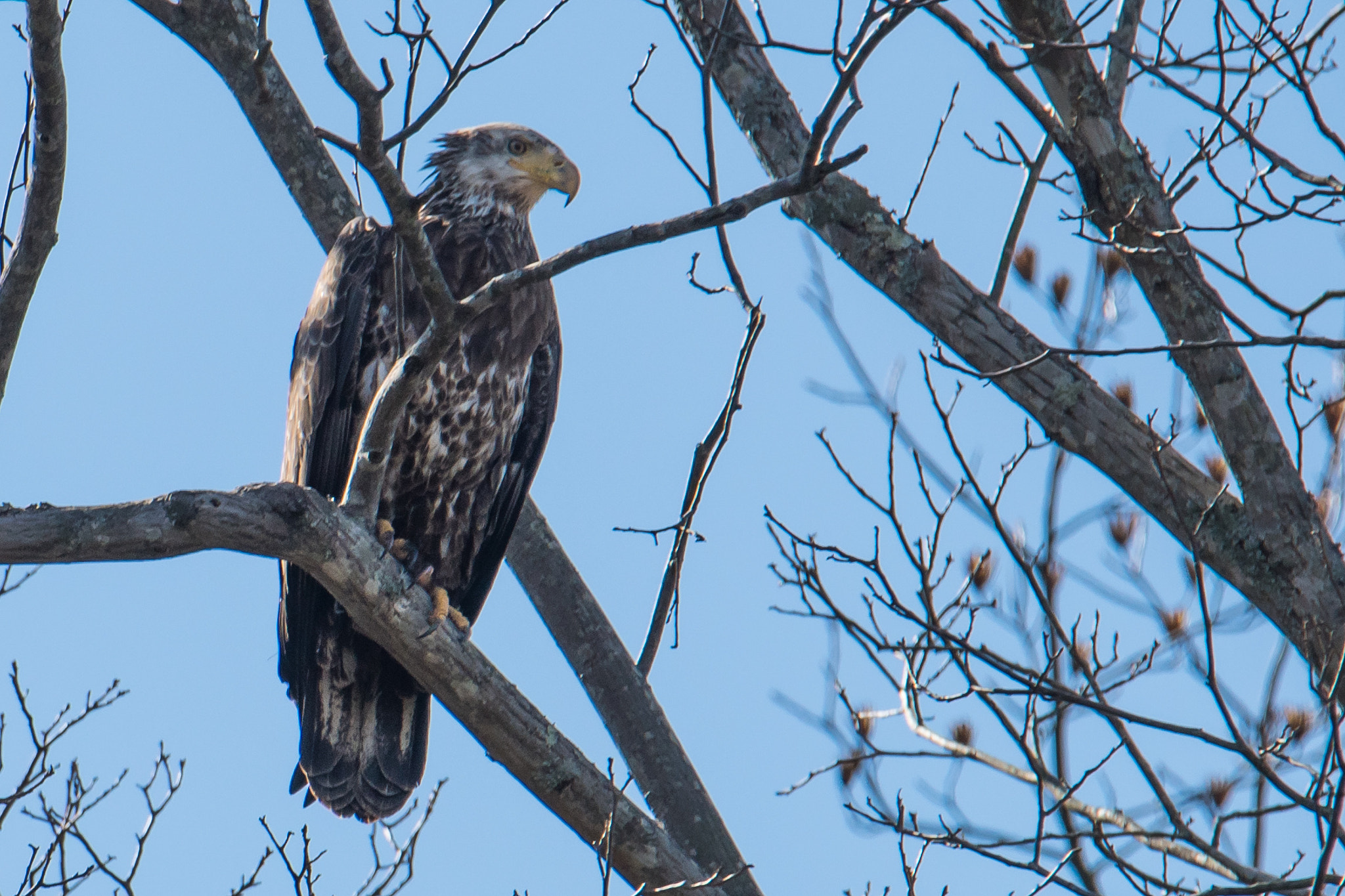 Nikon D500 + Sigma 50mm F2.8 EX DG Macro sample photo. Juvenile bald eagle photography