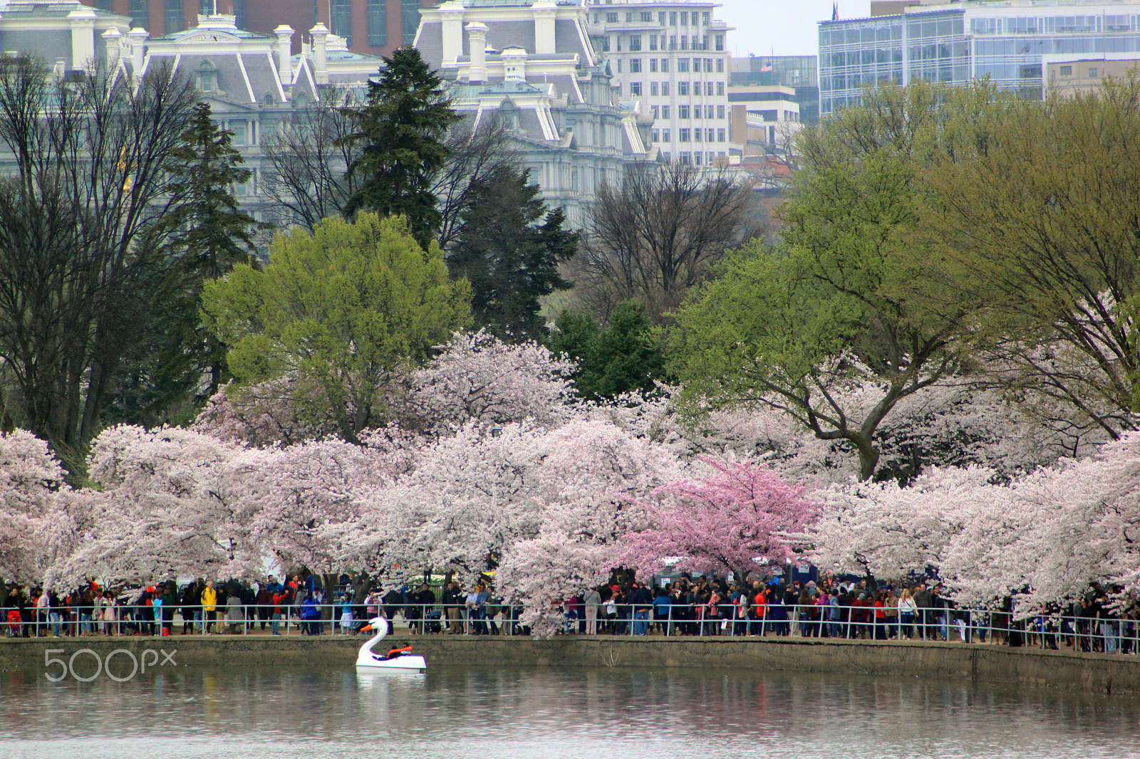 Canon EOS 500D (EOS Rebel T1i / EOS Kiss X3) sample photo. Blossoms in the basin photography