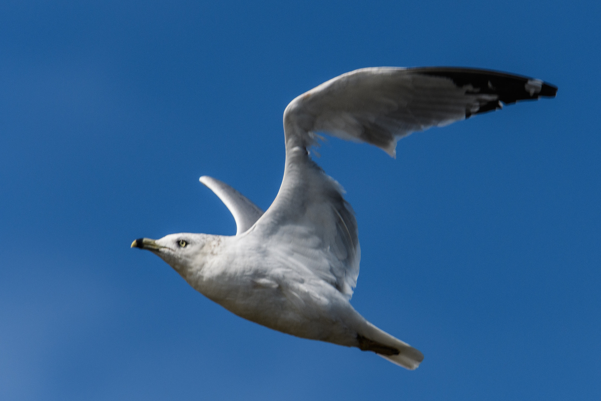 Nikon D500 sample photo. One winged bird photography