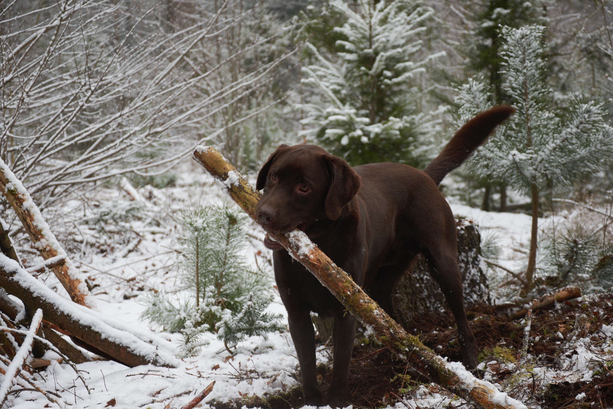 Nikon AF-S DX Nikkor 18-105mm F3.5-5.6G ED VR sample photo. Our lovely dog today in the snowy woods photography