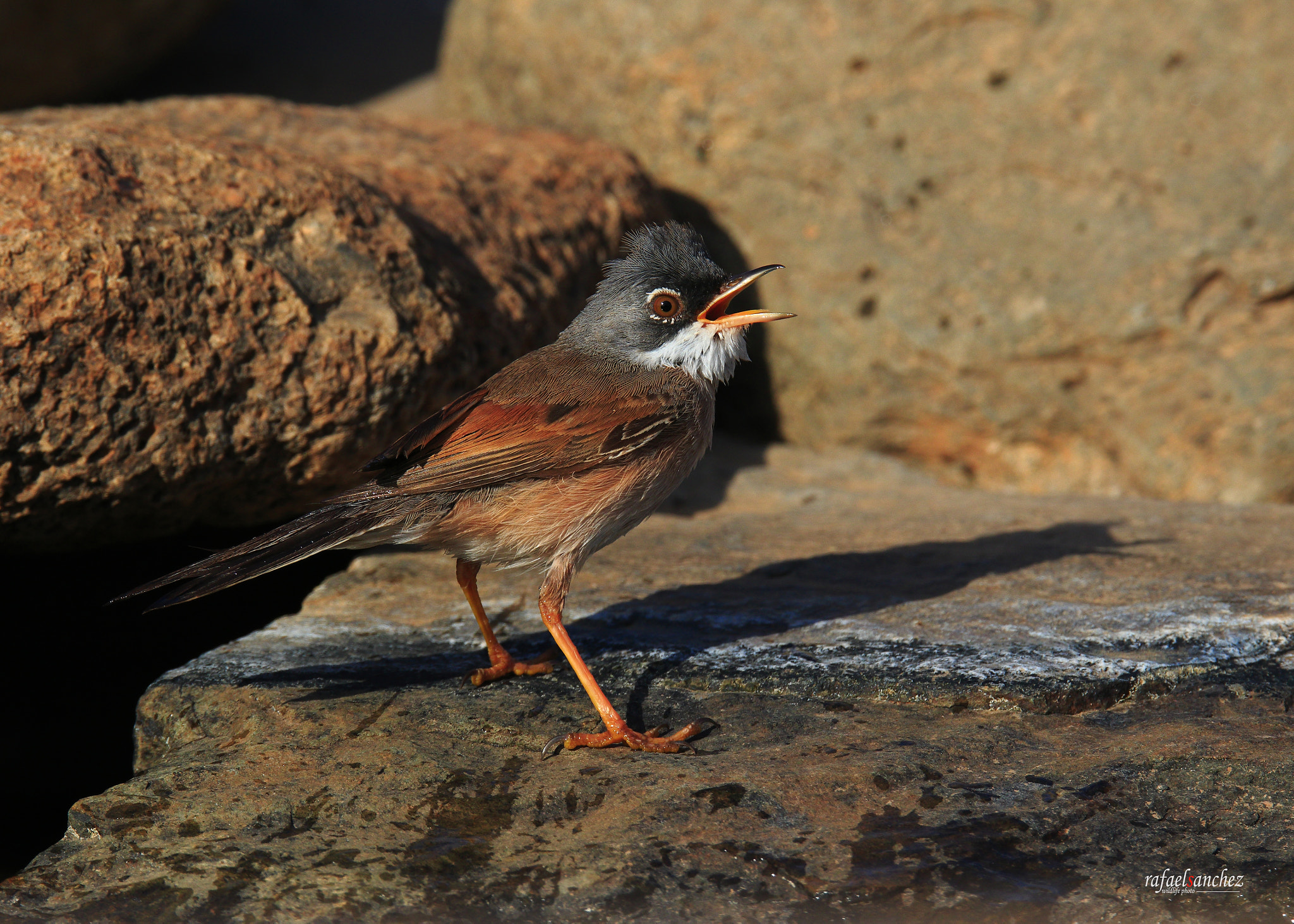 Canon EOS 7D Mark II sample photo. Curruca tomillera - spectacled warbler photography