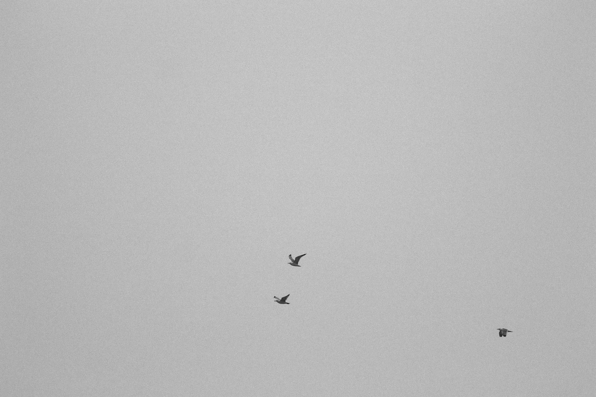 Canon EOS 1100D (EOS Rebel T3 / EOS Kiss X50) + Canon EF 70-200mm F4L USM sample photo. Birds photography