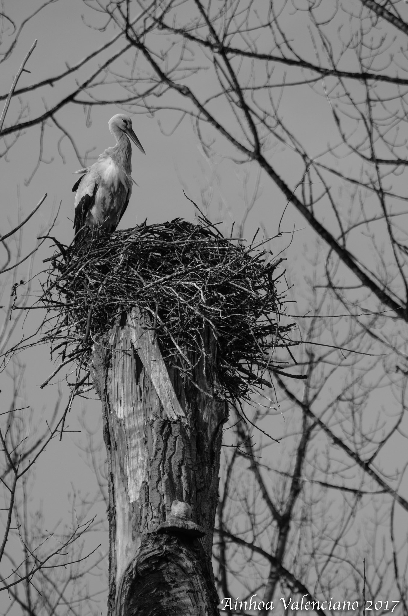 Sigma 70-300mm F4-5.6 APO DG Macro sample photo. Cigüeña en tronco-salburua photography