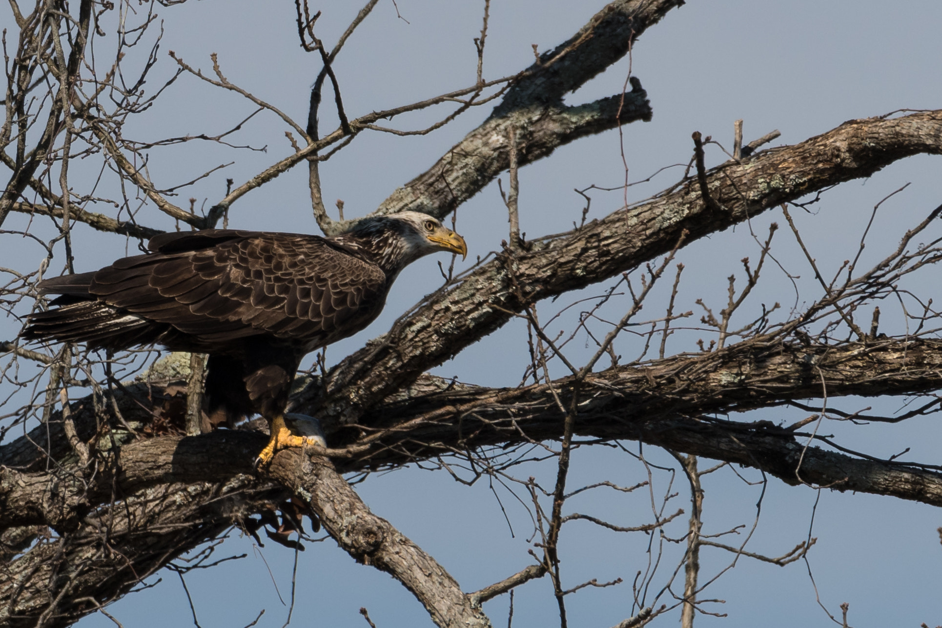 Nikon D500 + Sigma 50mm F2.8 EX DG Macro sample photo. Bald eagle photography