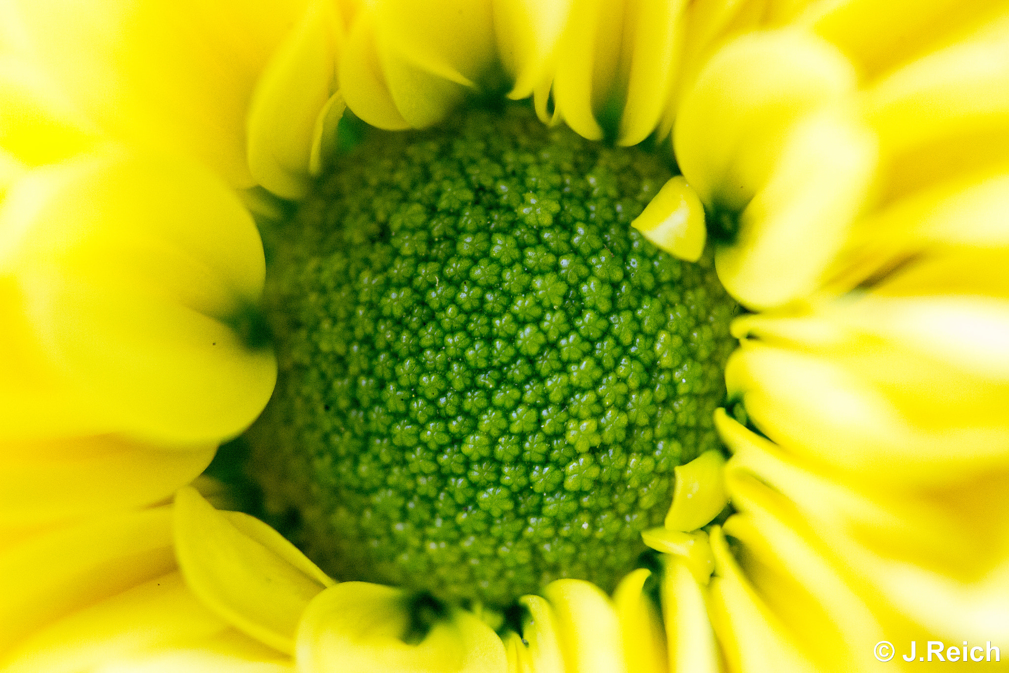 Canon EF-S 60mm F2.8 Macro USM sample photo