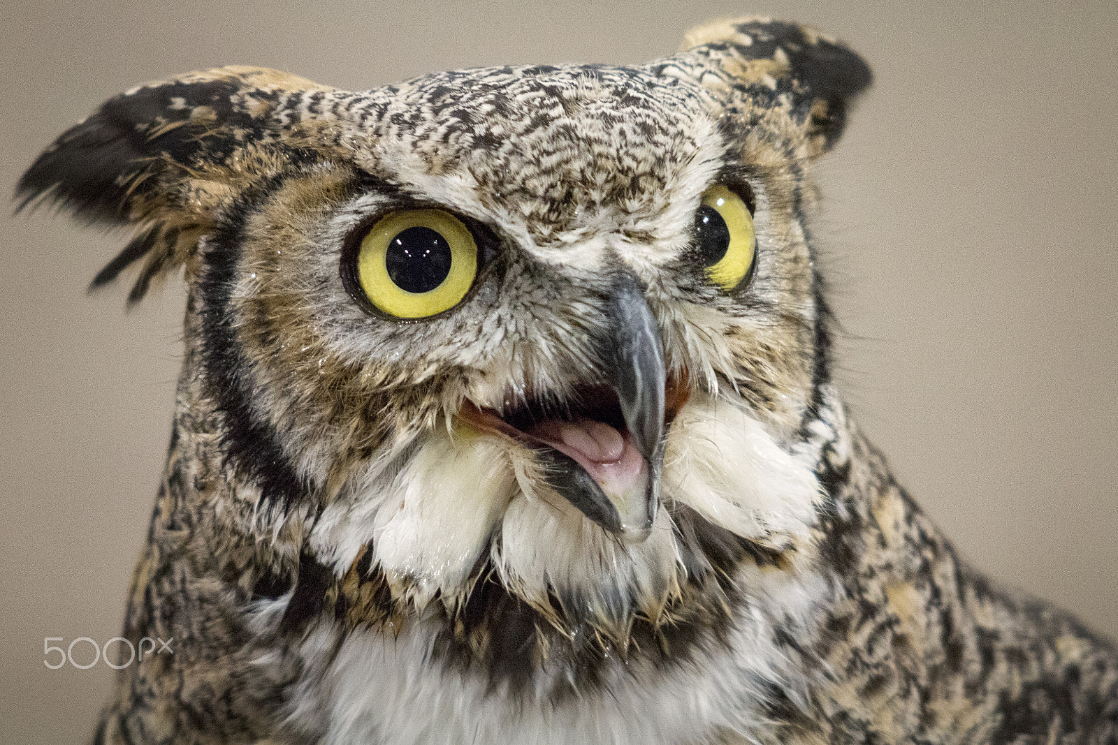 Canon EF 70-200mm F2.8L USM sample photo. "owl portrait" photography