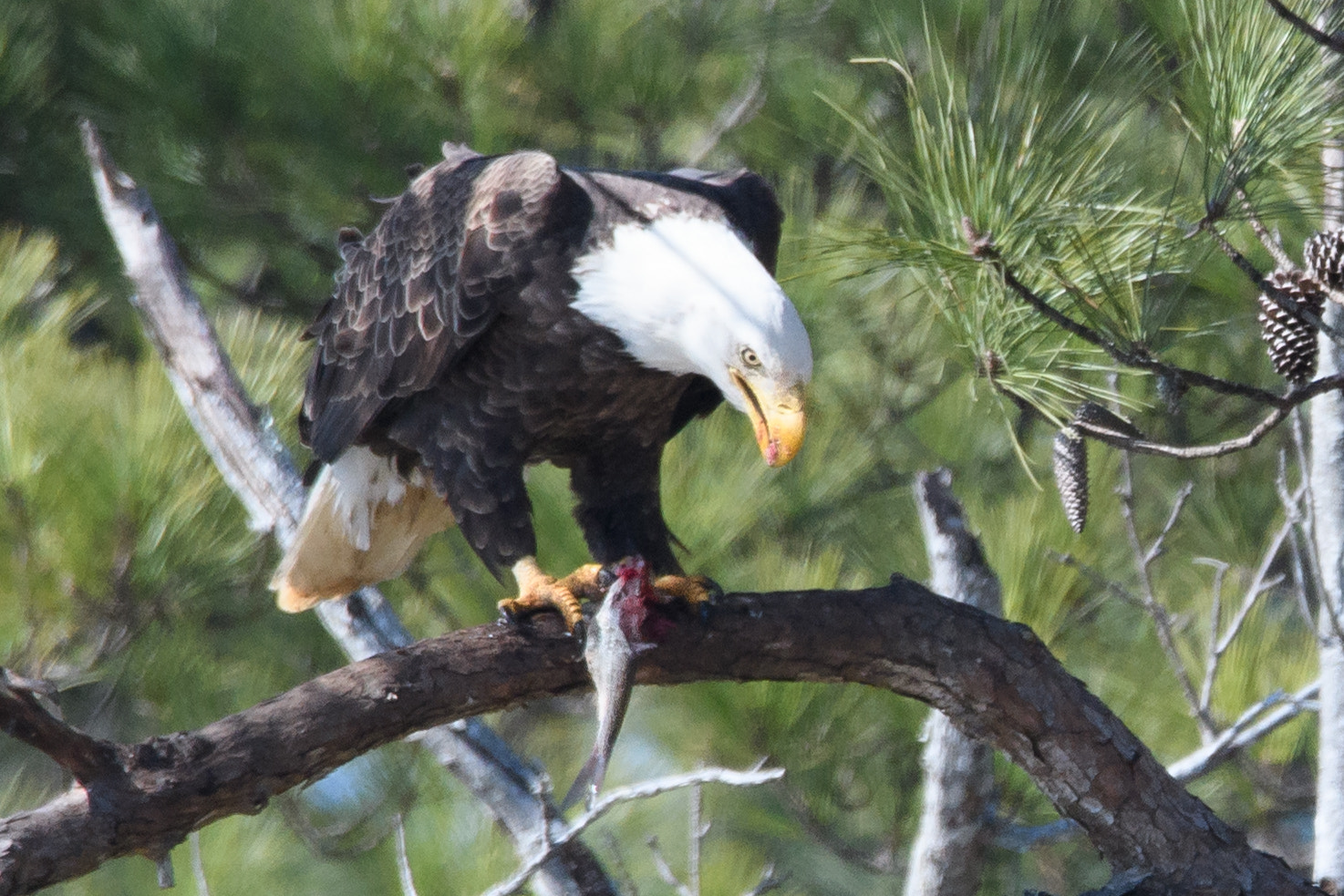 Nikon D500 + Sigma 50mm F2.8 EX DG Macro sample photo. Bald eagle photography
