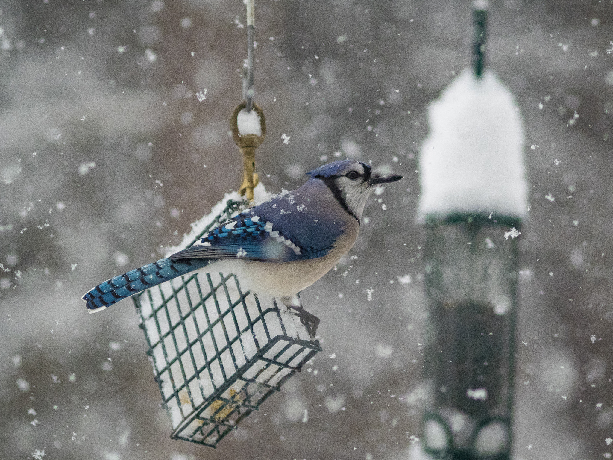 Olympus OM-D E-M1 + Olympus M.Zuiko Digital ED 75mm F1.8 sample photo. Blue jay photography