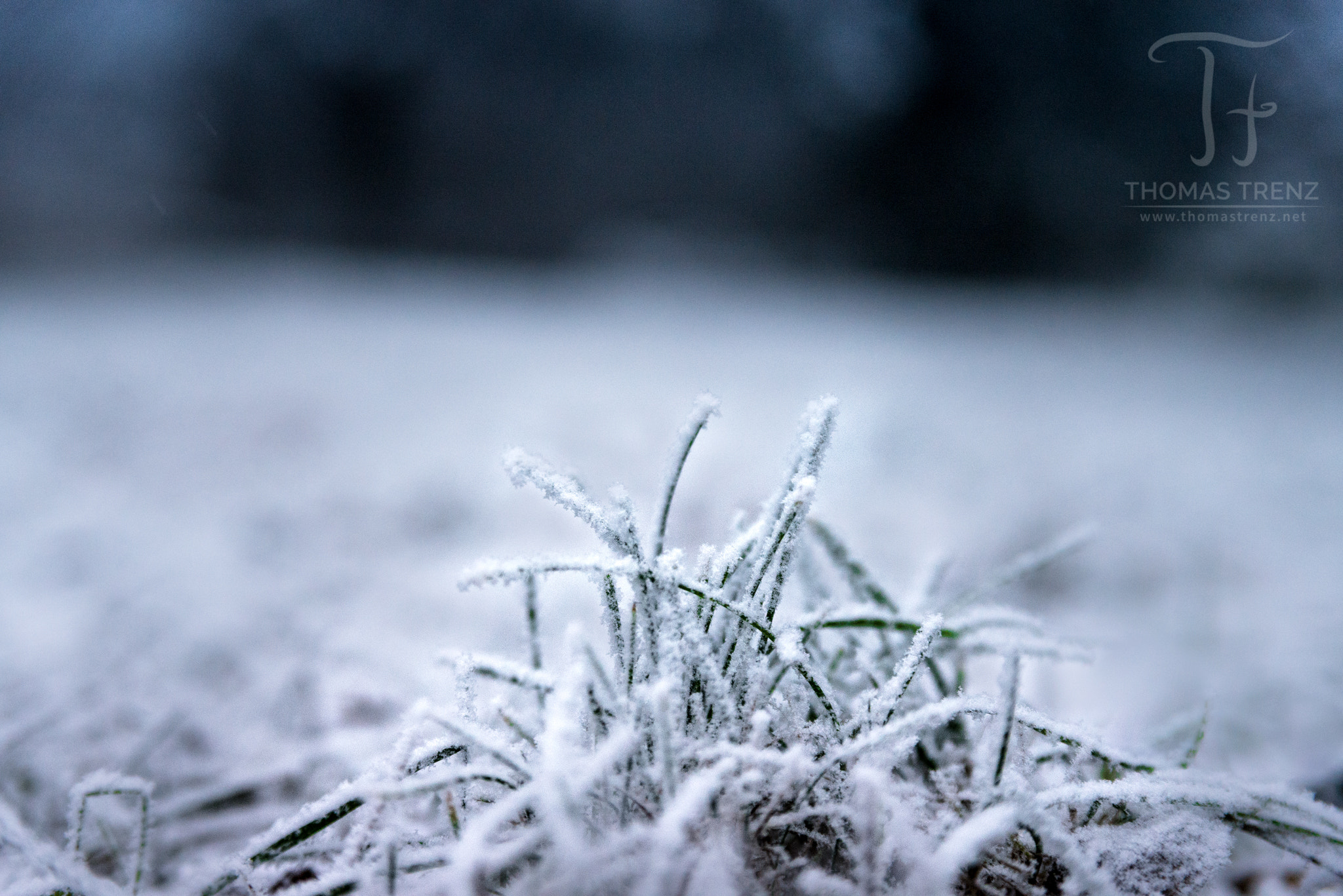 Nikon D600 sample photo. Ice gras photography