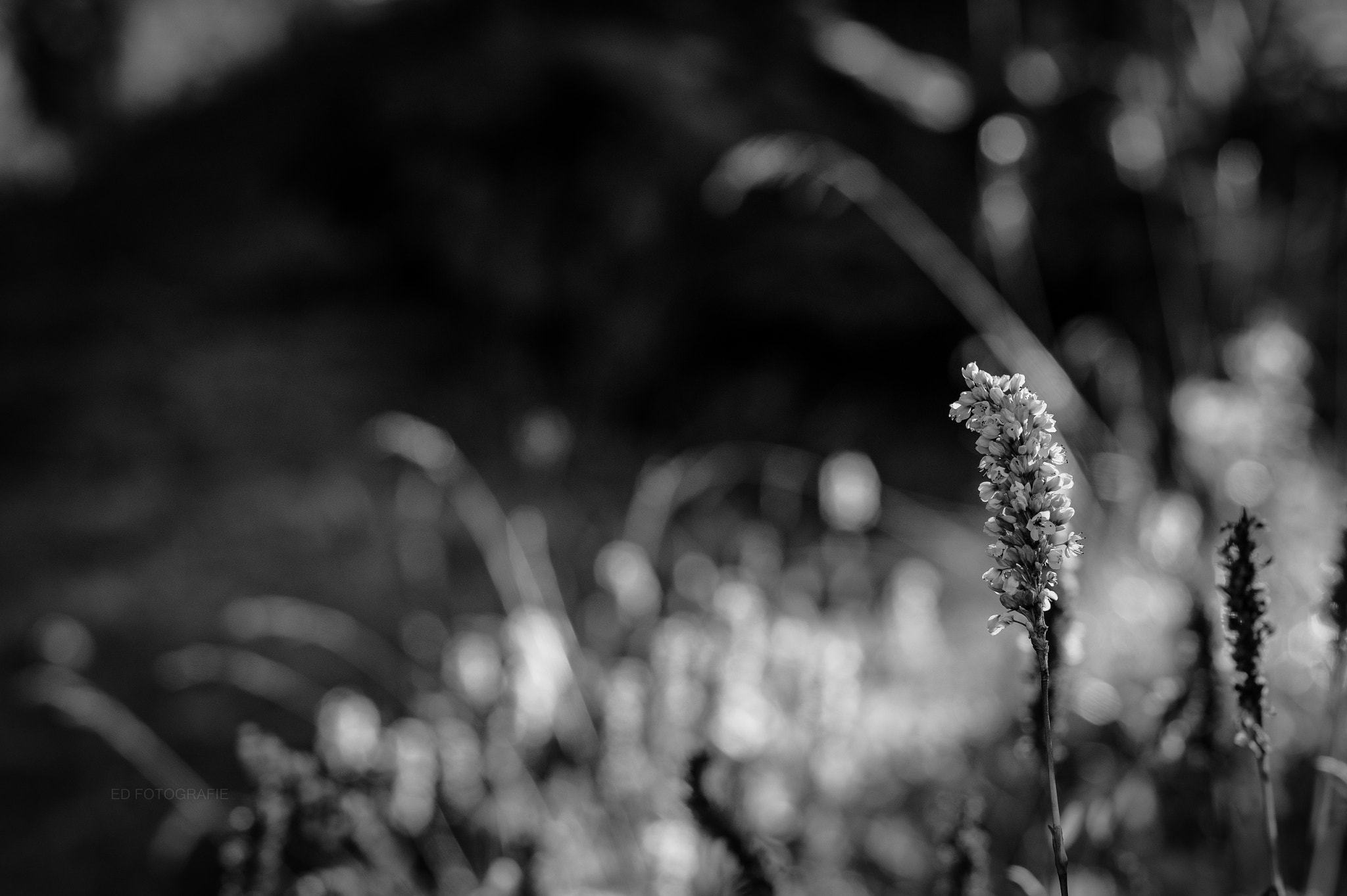 Sony SLT-A58 + Sony DT 50mm F1.8 SAM sample photo. Black and white blossom photography