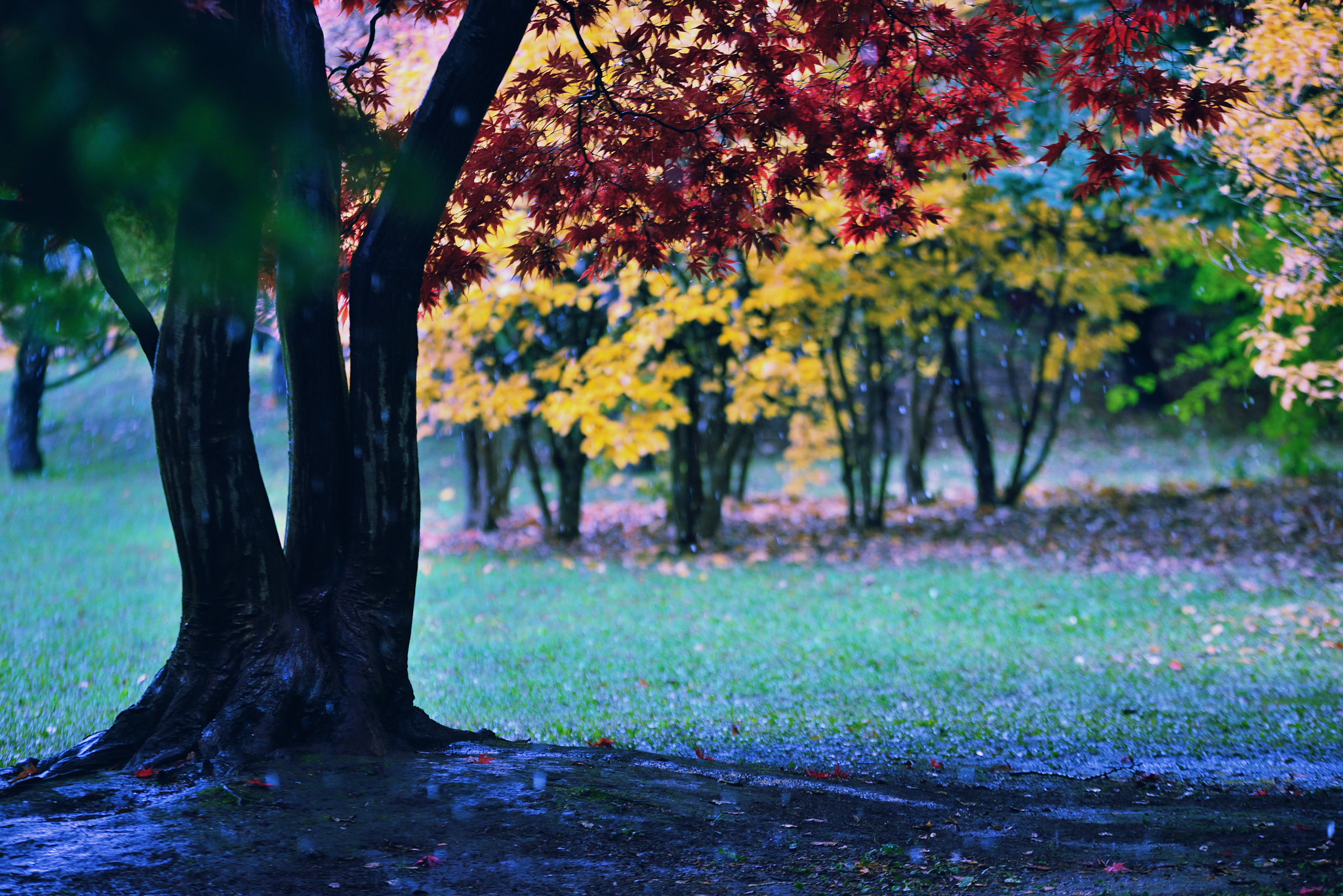 Sigma 70-200mm F2.8 EX DG OS HSM sample photo. The rain turned to snow. photography
