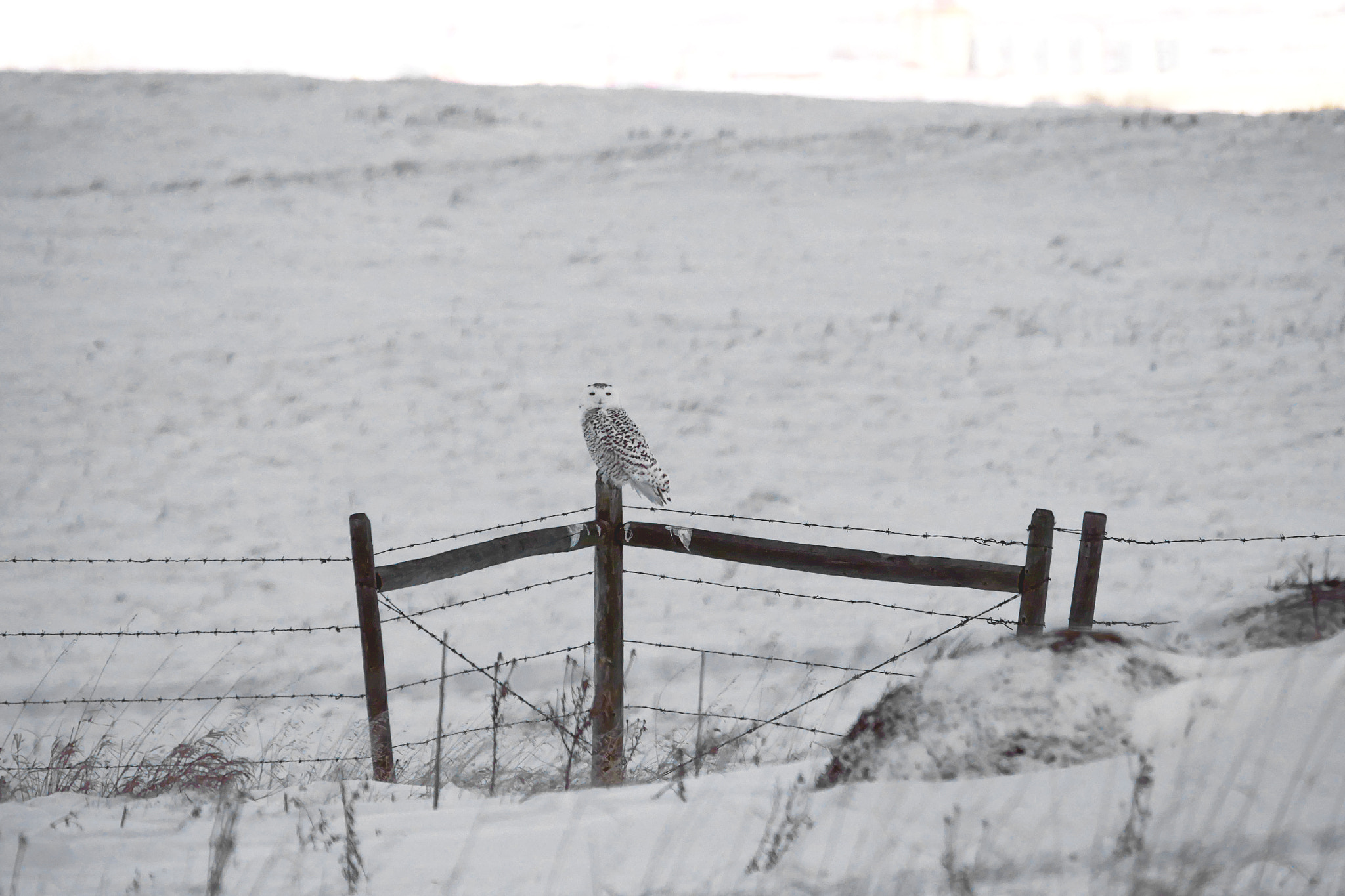 Panasonic Lumix DMC-GH4 + LEICA DG 100-400/F4.0-6.3 sample photo. Snowy owl watching me from fence photography