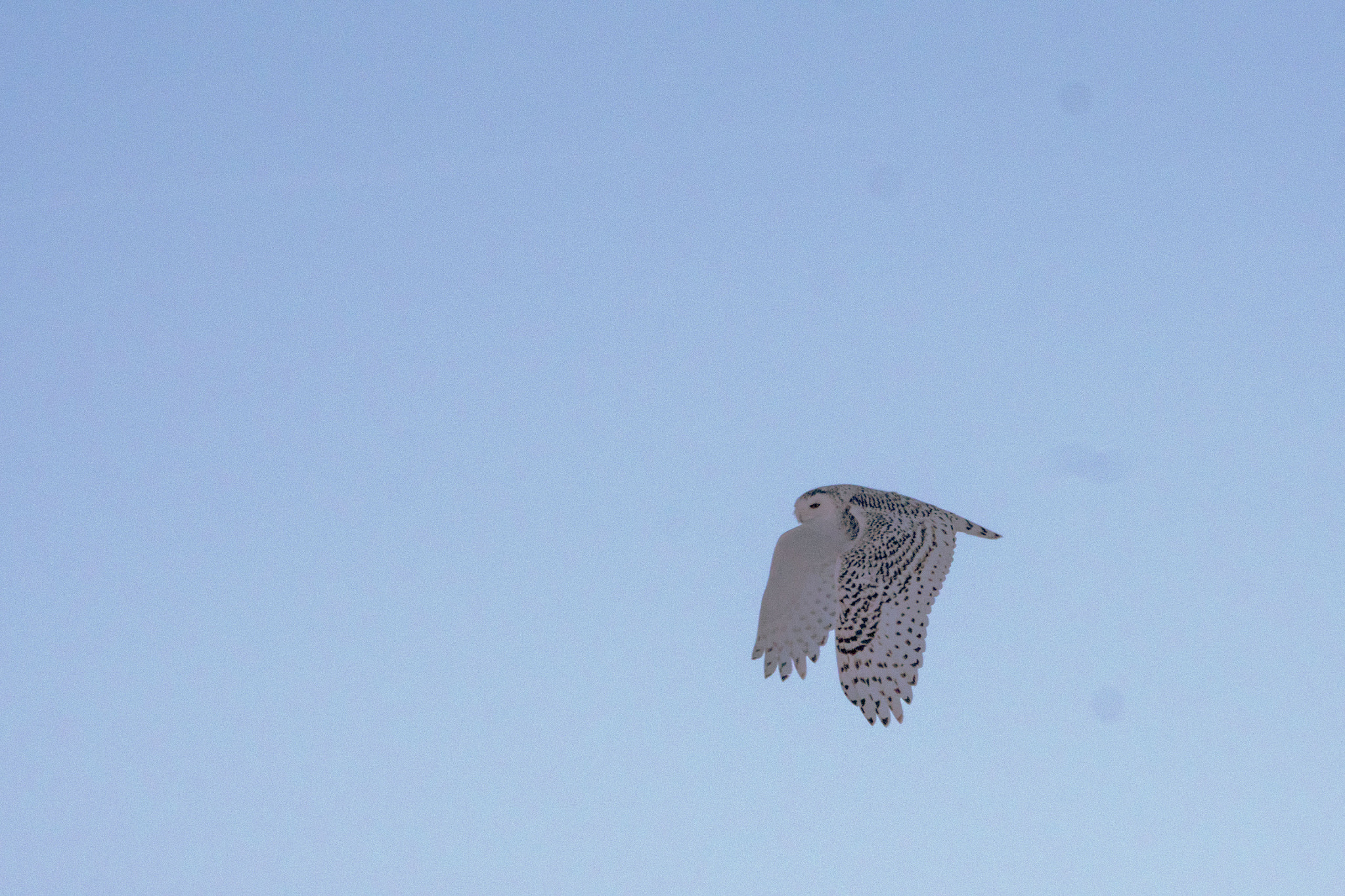 Panasonic Lumix DMC-GH4 + LEICA DG 100-400/F4.0-6.3 sample photo. Snowy owl in flight photography