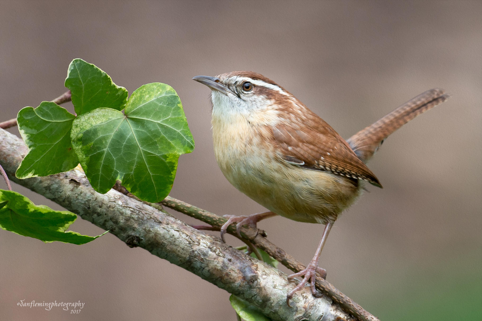 Canon EOS-1D X + Canon EF 600mm f/4L IS sample photo. Waiting for the rain photography