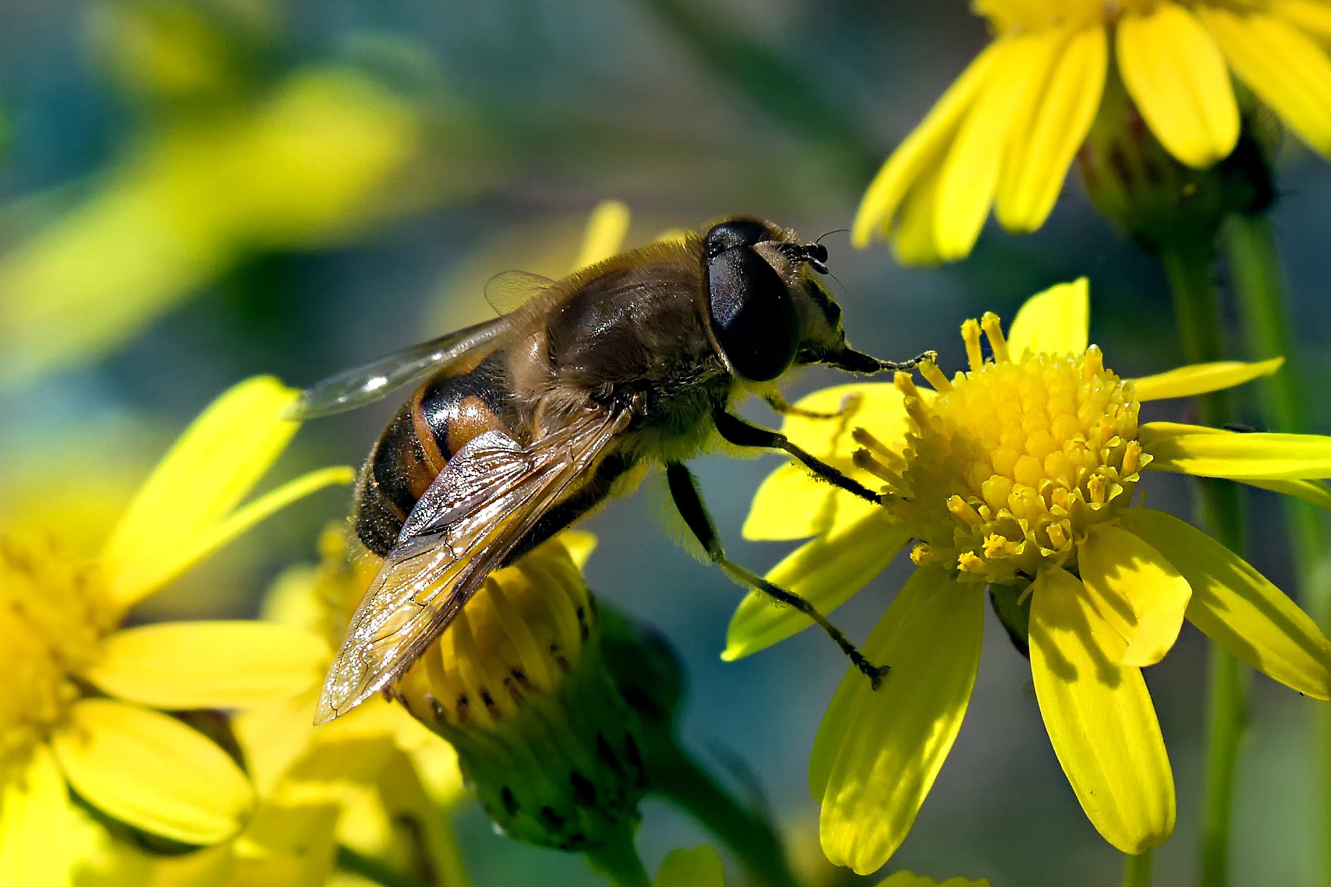Canon EF 70-300mm F4-5.6 IS USM sample photo. Macro photography