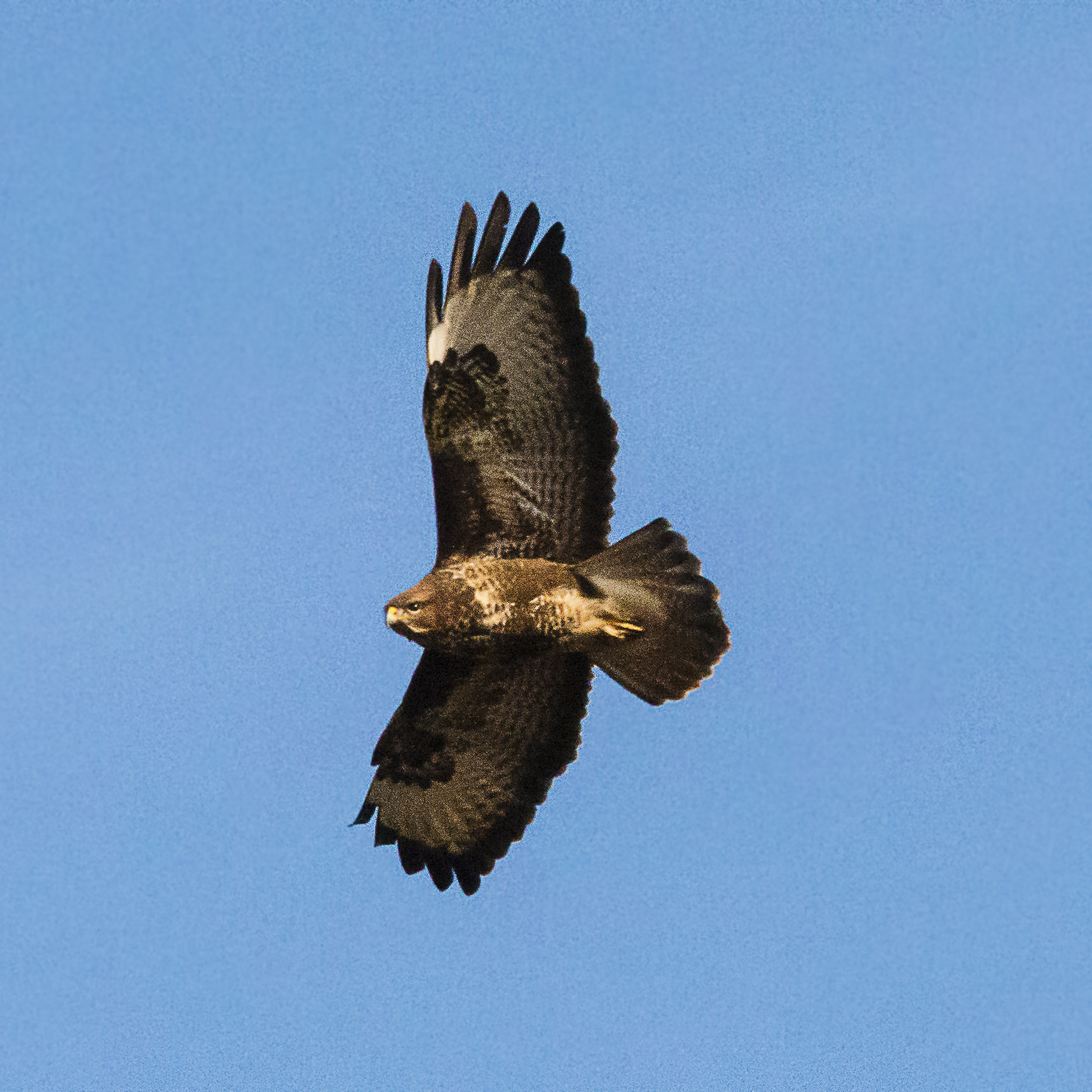 Sigma 150-600mm F5-6.3 DG OS HSM | C sample photo. Eye in eye with the buzzard photography
