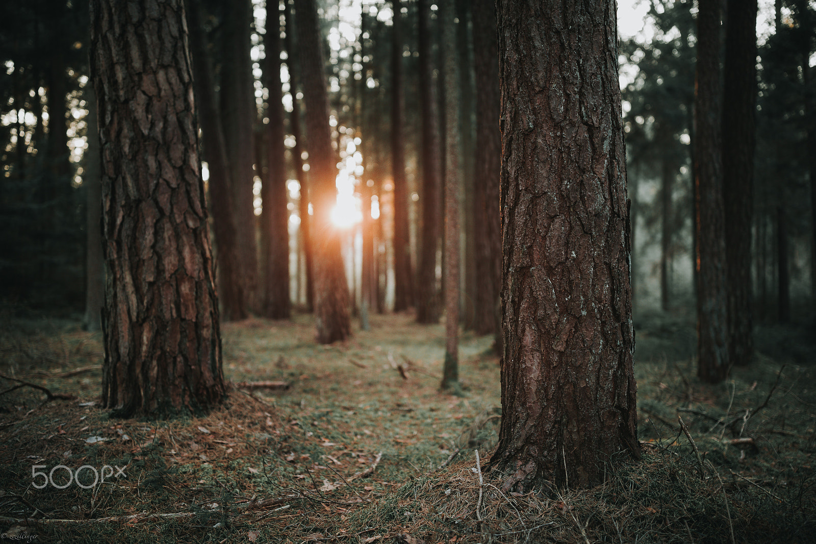 Canon EF 35mm F1.4L II USM sample photo. Tree photography