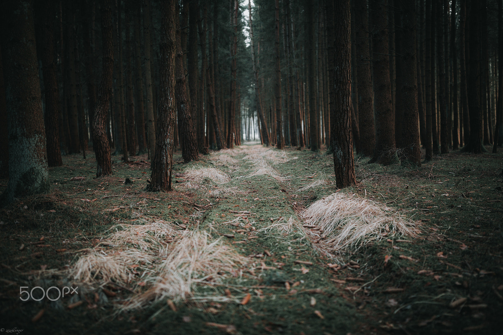 Canon EF 35mm F1.4L II USM sample photo. Tree photography