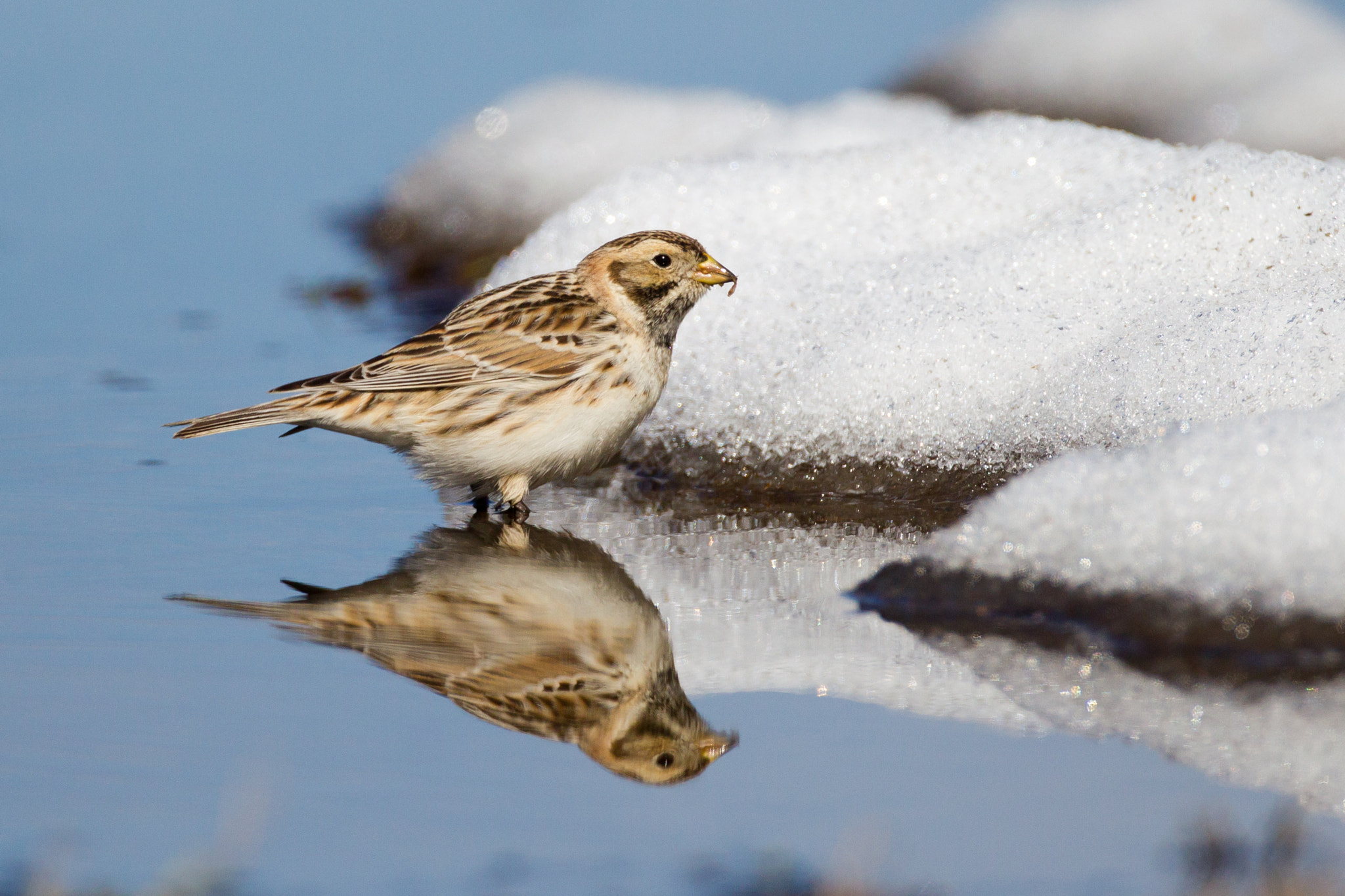 Canon EF 500mm F4L IS USM sample photo. Lapland longspur reflection photography