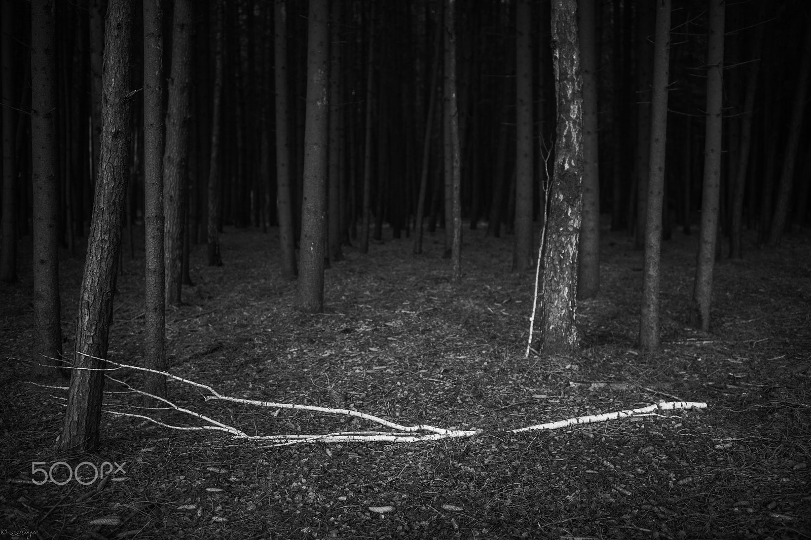 Canon EF 35mm F1.4L II USM sample photo. Tree bw photography