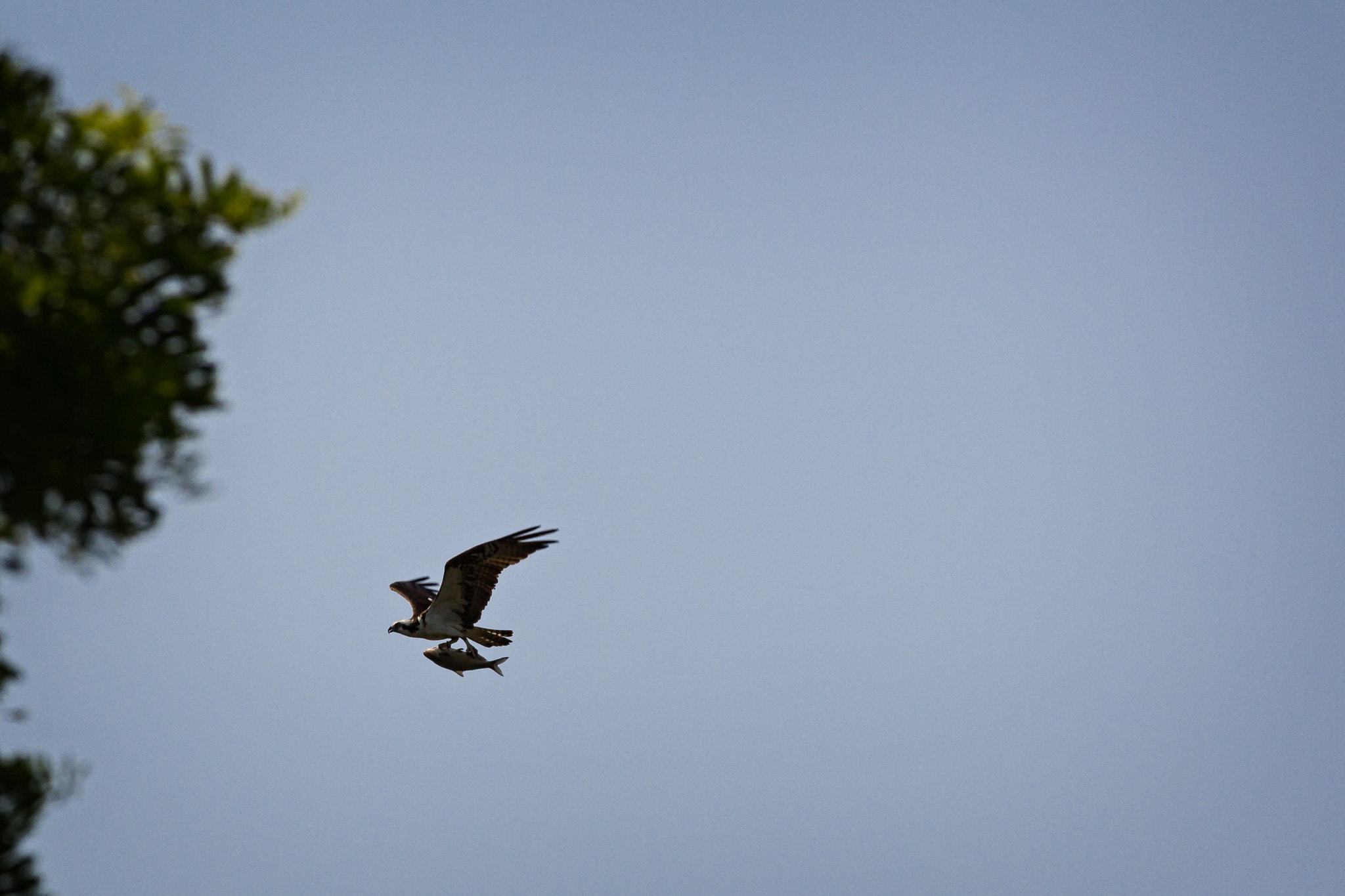 Canon EF-S 55-250mm F4-5.6 IS STM sample photo. Bird carrying fish photography