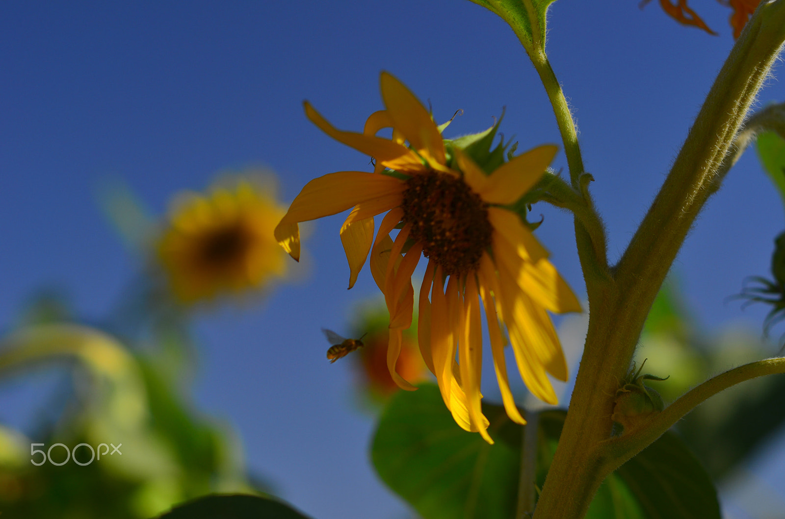 Nikon D7000 + Nikon AF-S Nikkor 50mm F1.4G sample photo. Sunflower photography