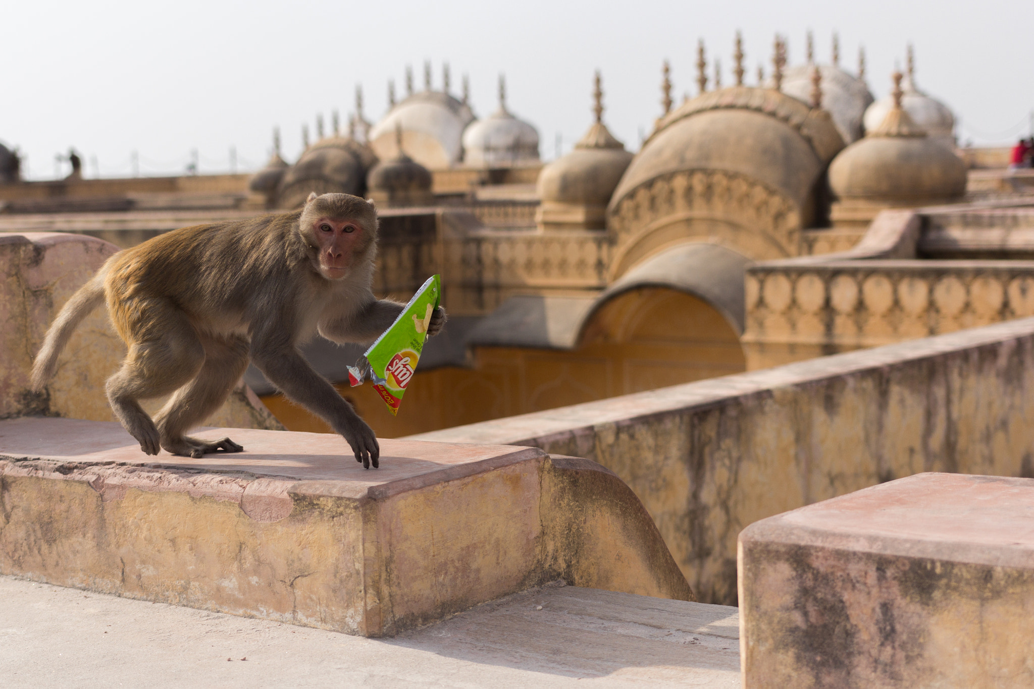 Canon EOS 60D + Sigma 18-35mm f/1.8 DC HSM sample photo. Monkey in jaipur photography