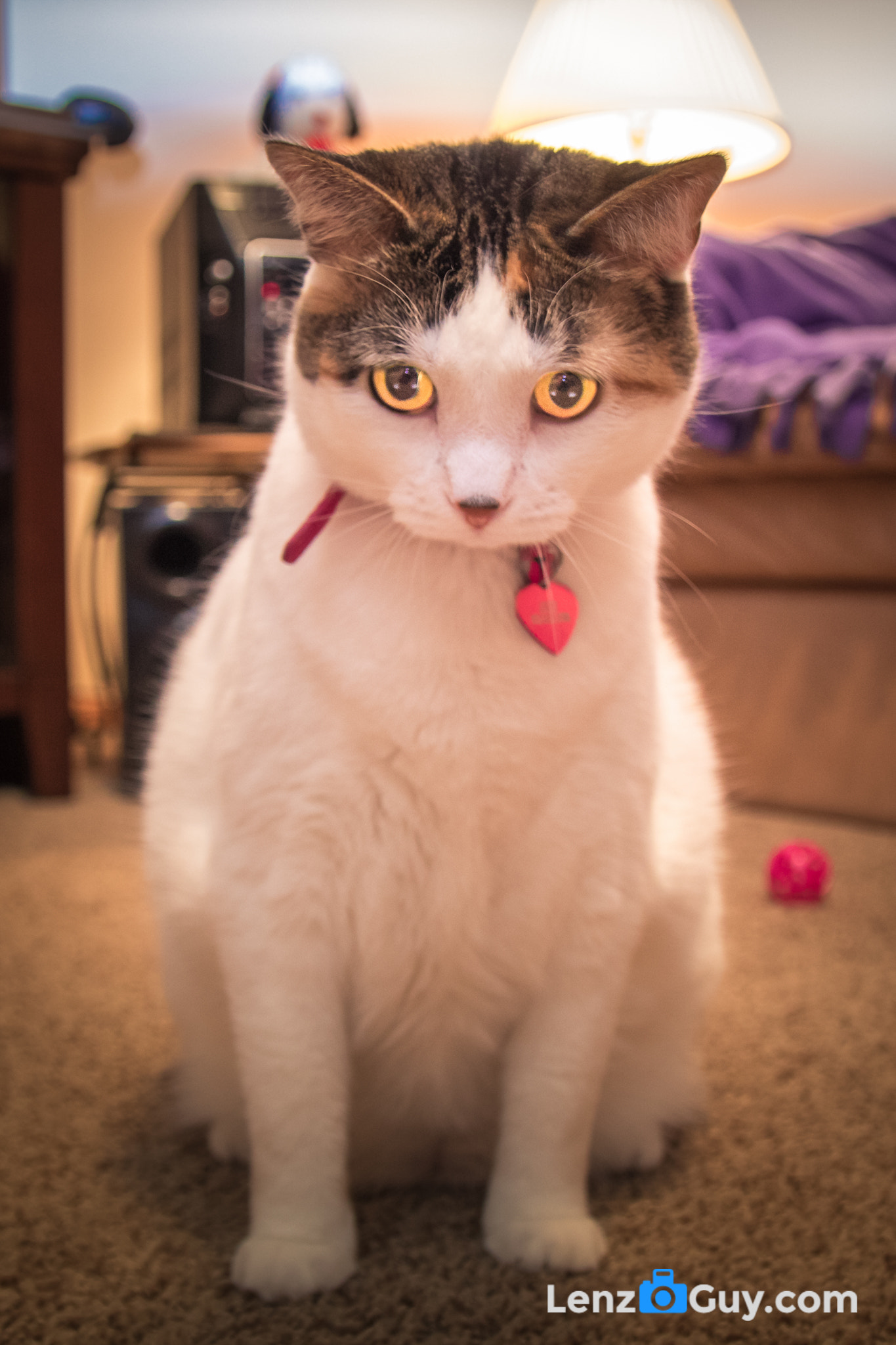 Canon EF-S 17-55mm F2.8 IS USM sample photo. I'm a fierce carnivore ... photography