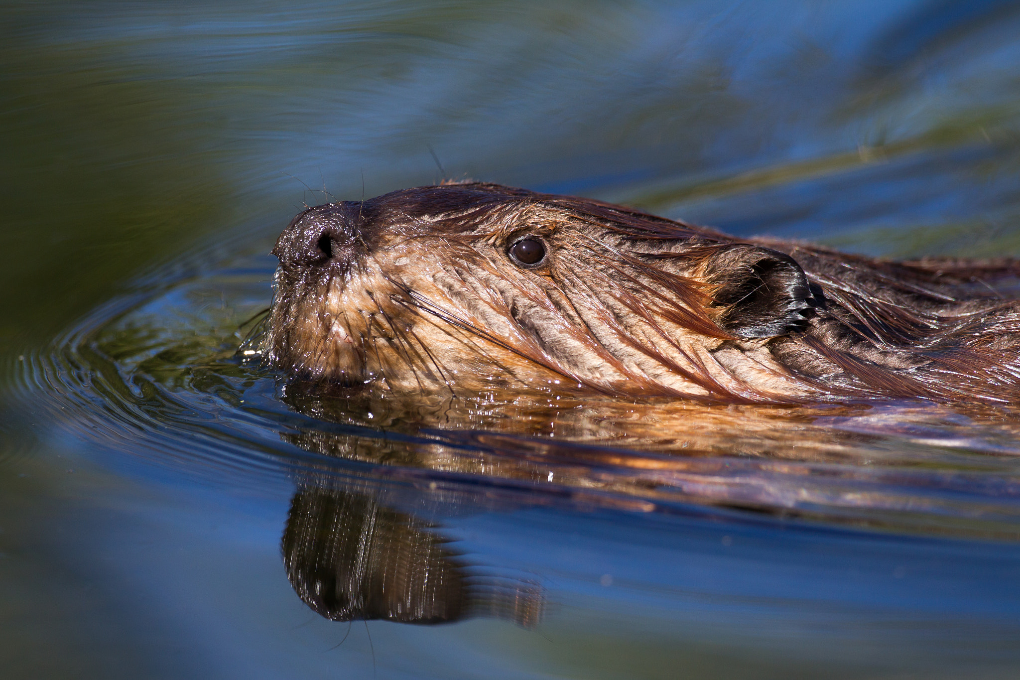 Canon EOS-1D Mark IV + Canon EF 500mm F4L IS USM sample photo. Swimming beaver photography