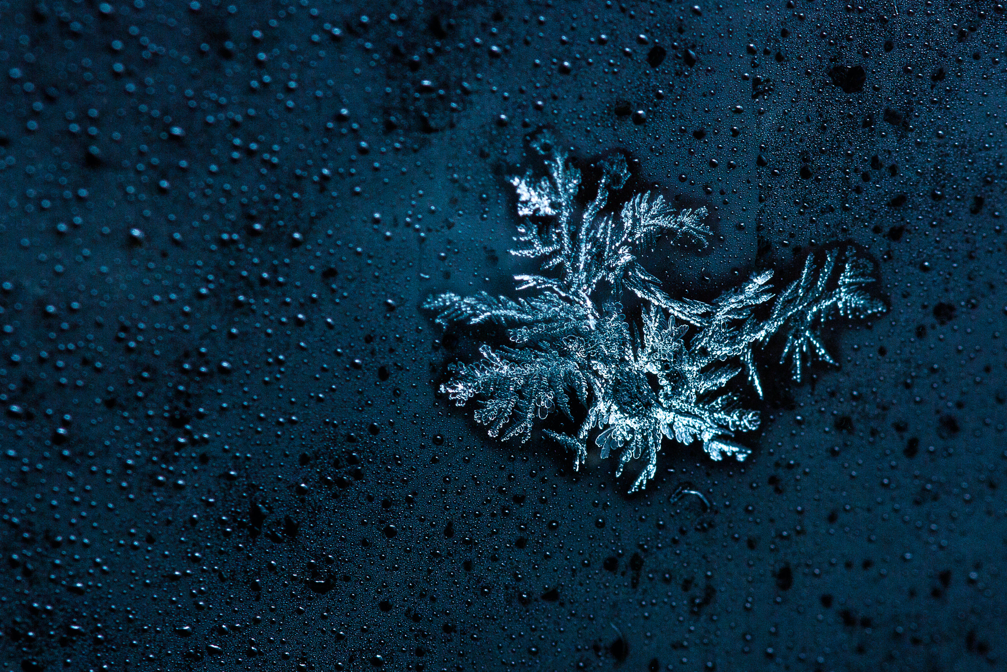 Sigma 105mm F2.8 EX DG OS HSM sample photo. Frozen photography