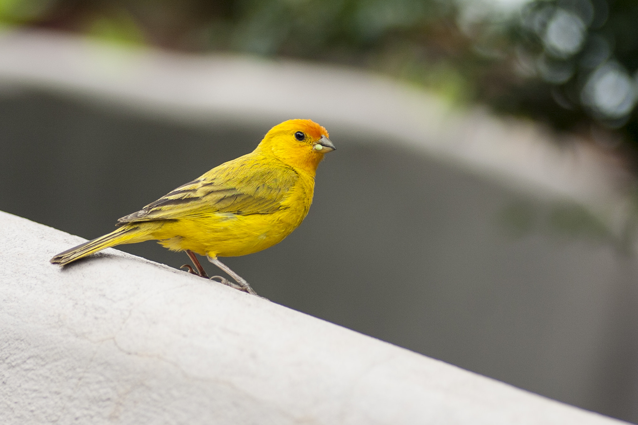 Canon EOS 5D sample photo. Bird, bird, bird. bird is a word. photography