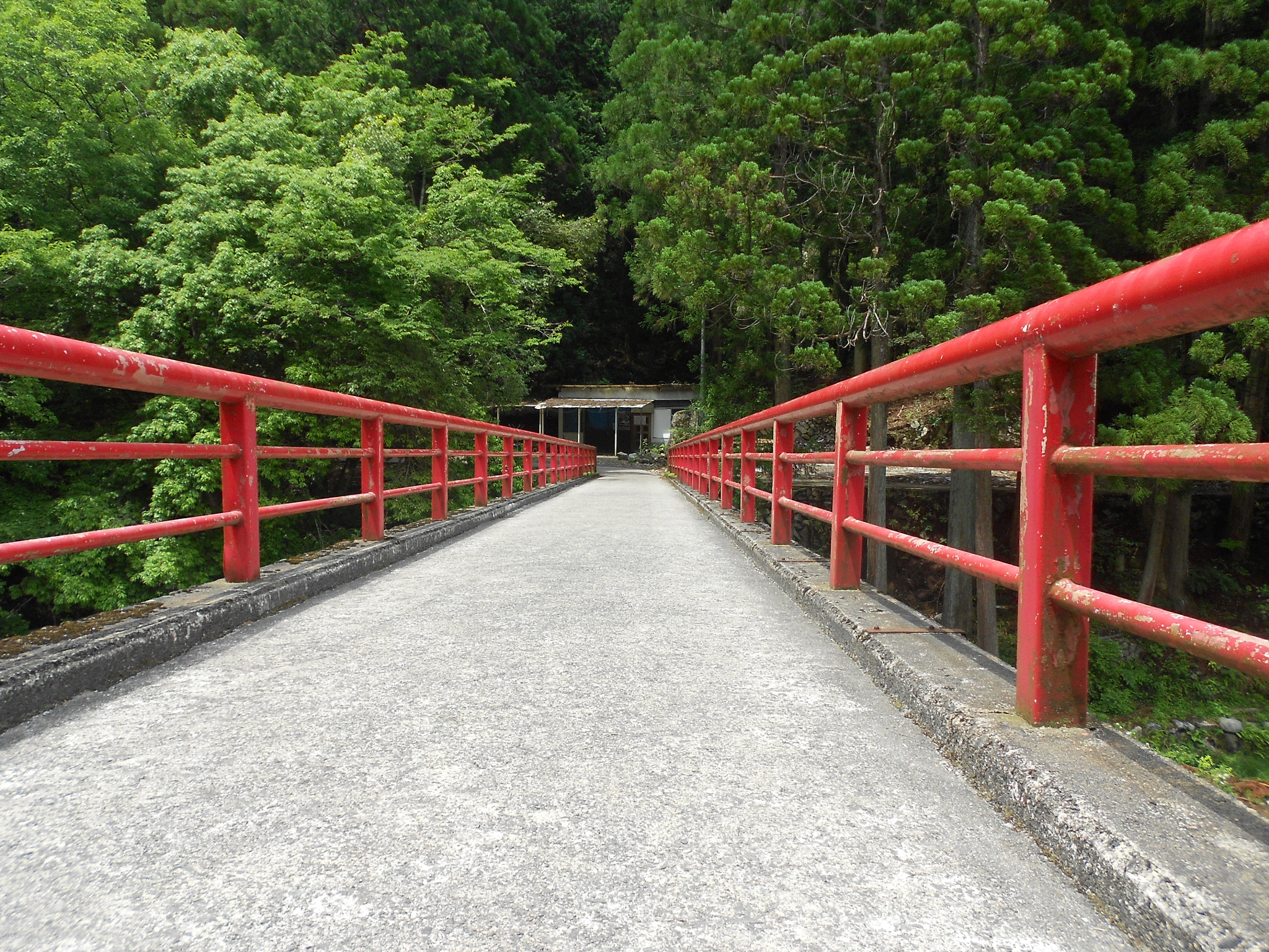 Nikon Coolpix S4100 sample photo. Bridge into the forest photography