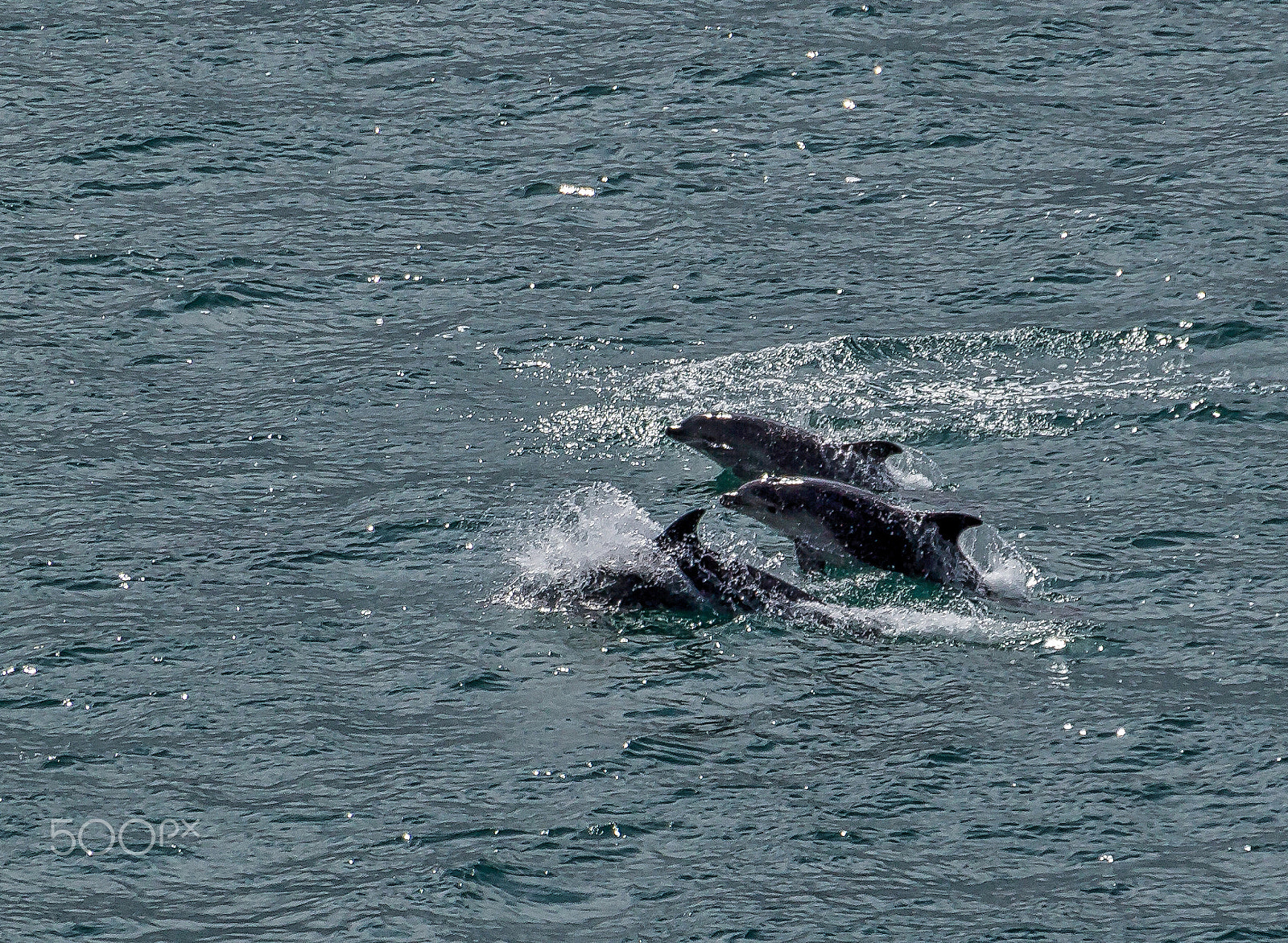 Sigma 18-250mm F3.5-6.3 DC OS HSM sample photo. Trio of dolphins photography