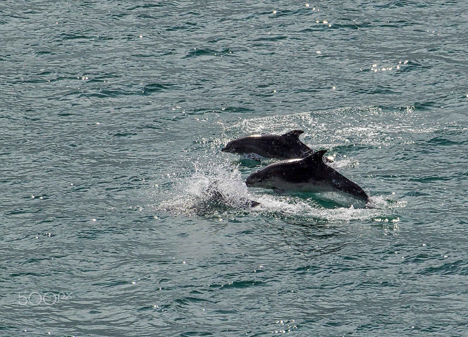Sigma 18-250mm F3.5-6.3 DC OS HSM sample photo. Dolphins photography