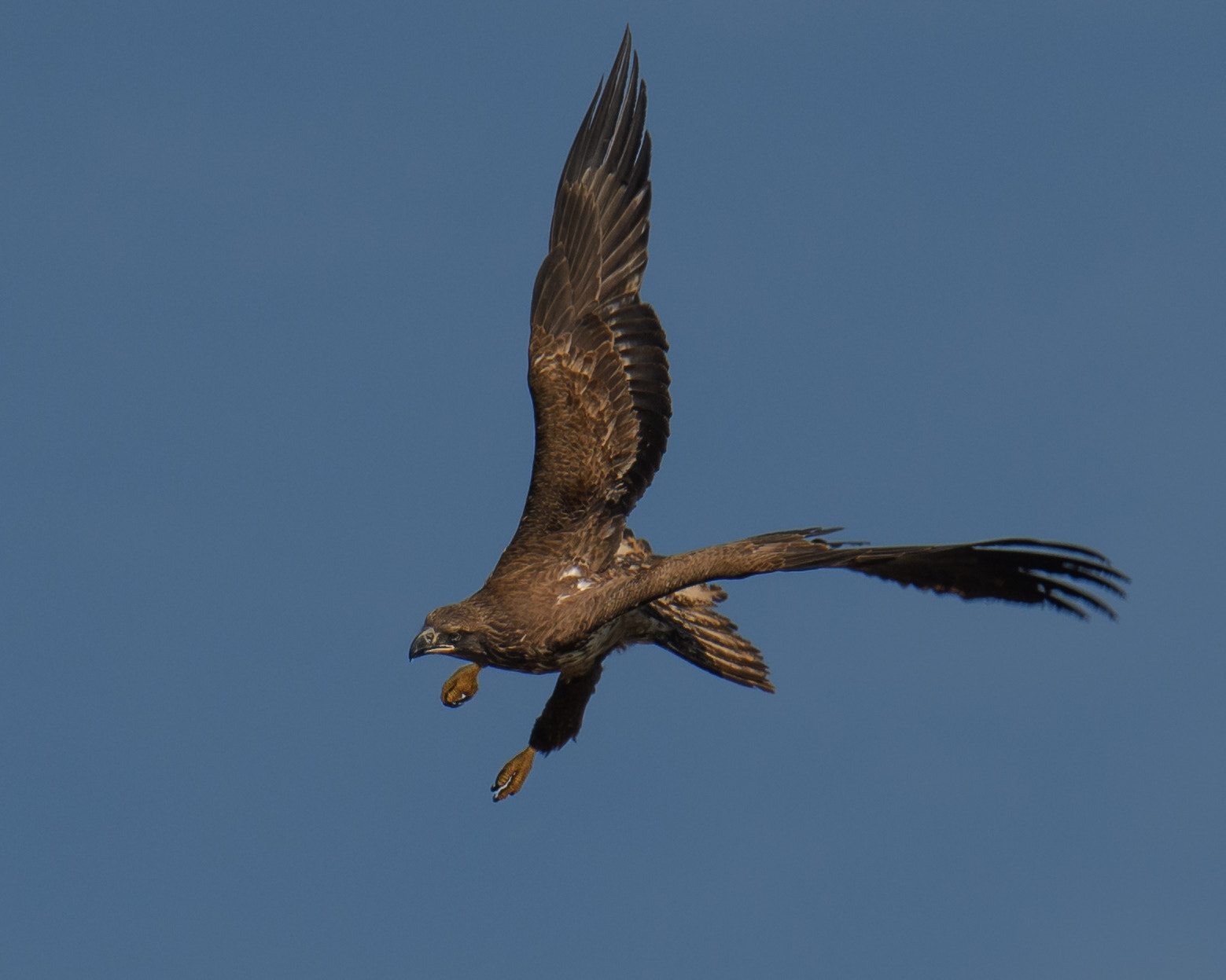 Nikon D500 + Sigma 50mm F2.8 EX DG Macro sample photo. Juvenile bald eagle photography