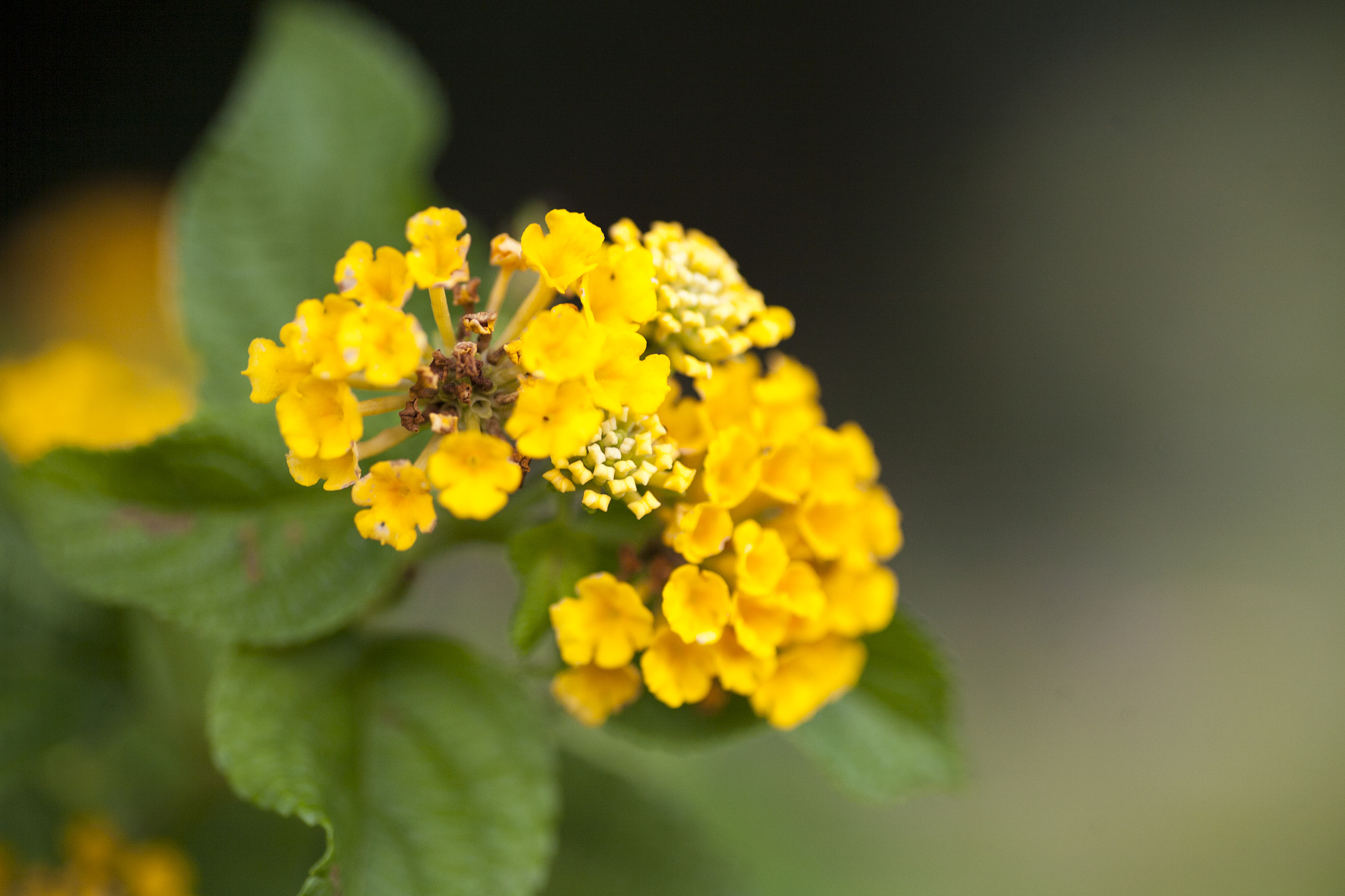 Canon EOS 5D + Tamron SP AF 90mm F2.8 Di Macro sample photo. Yellow... photography
