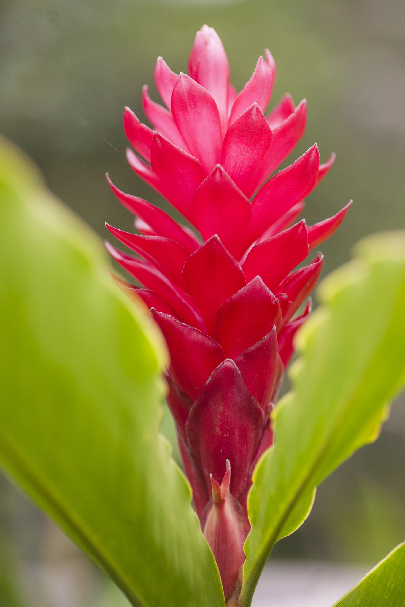 Tamron SP AF 90mm F2.8 Di Macro sample photo. Red. hot.  photography