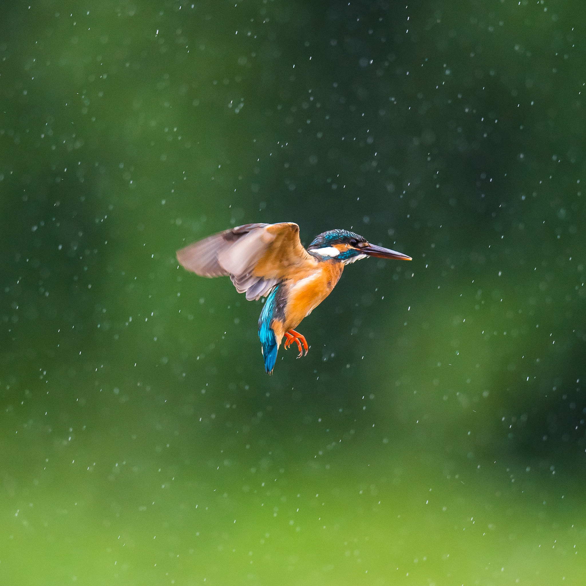 Nikon AF-S Nikkor 800mm F5.6E FL ED VR sample photo. Kingfisher photography