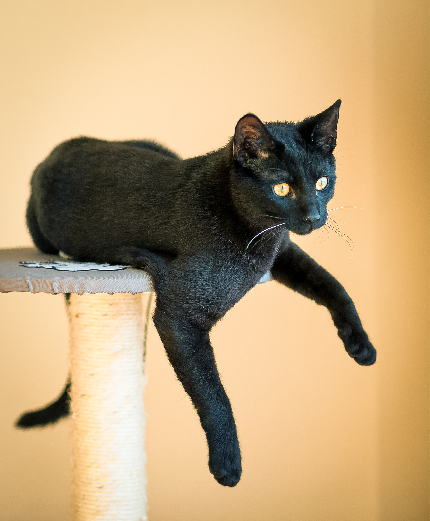 Canon EOS-1Ds Mark II sample photo. Something sees cat zorro photography
