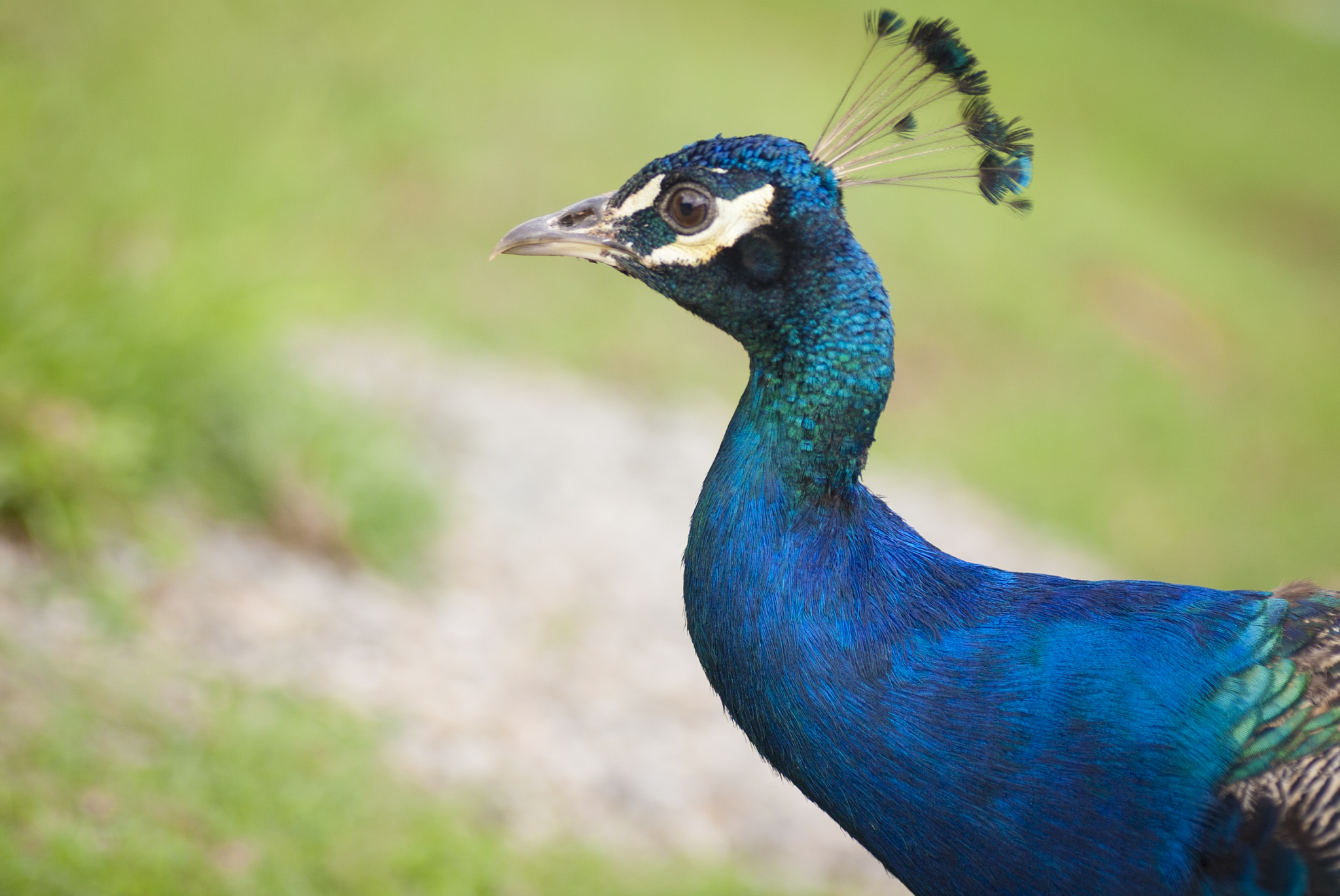 Tamron SP AF 90mm F2.8 Di Macro sample photo. Peacock photography