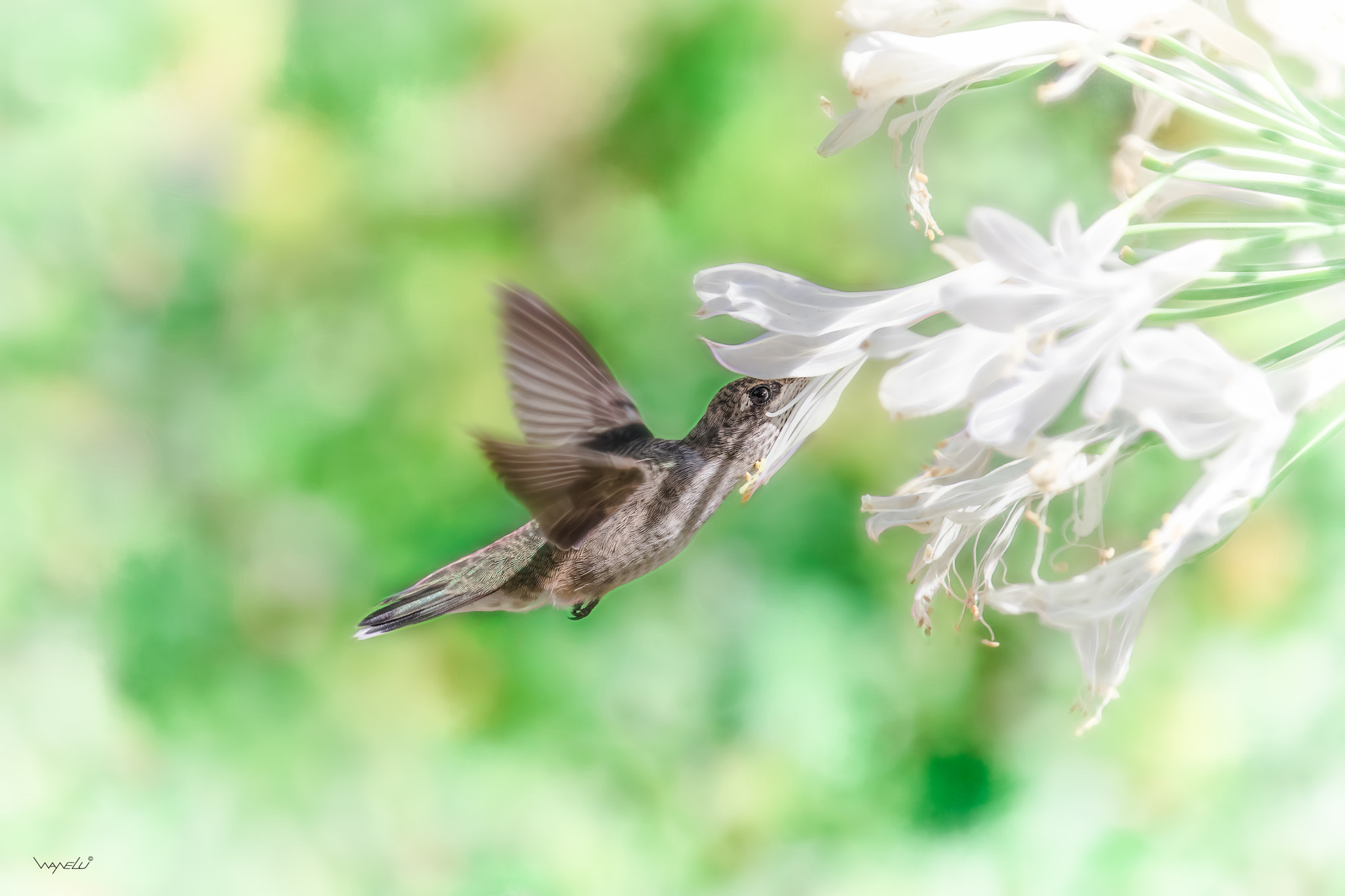 Canon EOS-1D X Mark II sample photo. Hummingbird diaries (82) photography