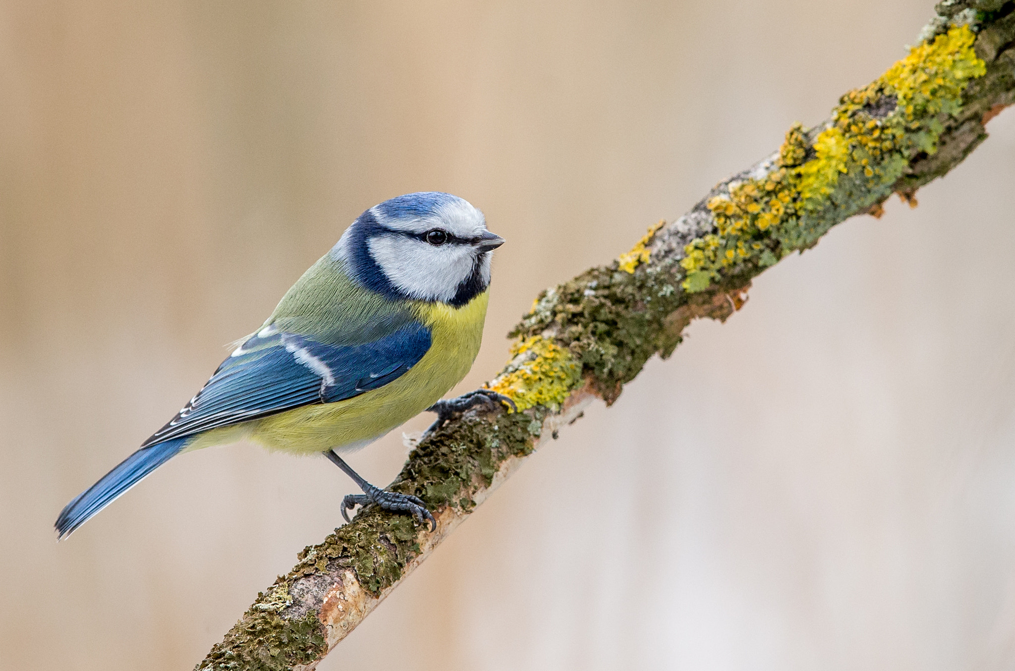 Canon EF 400mm F2.8L IS II USM sample photo. Cyanistes caeruleus photography