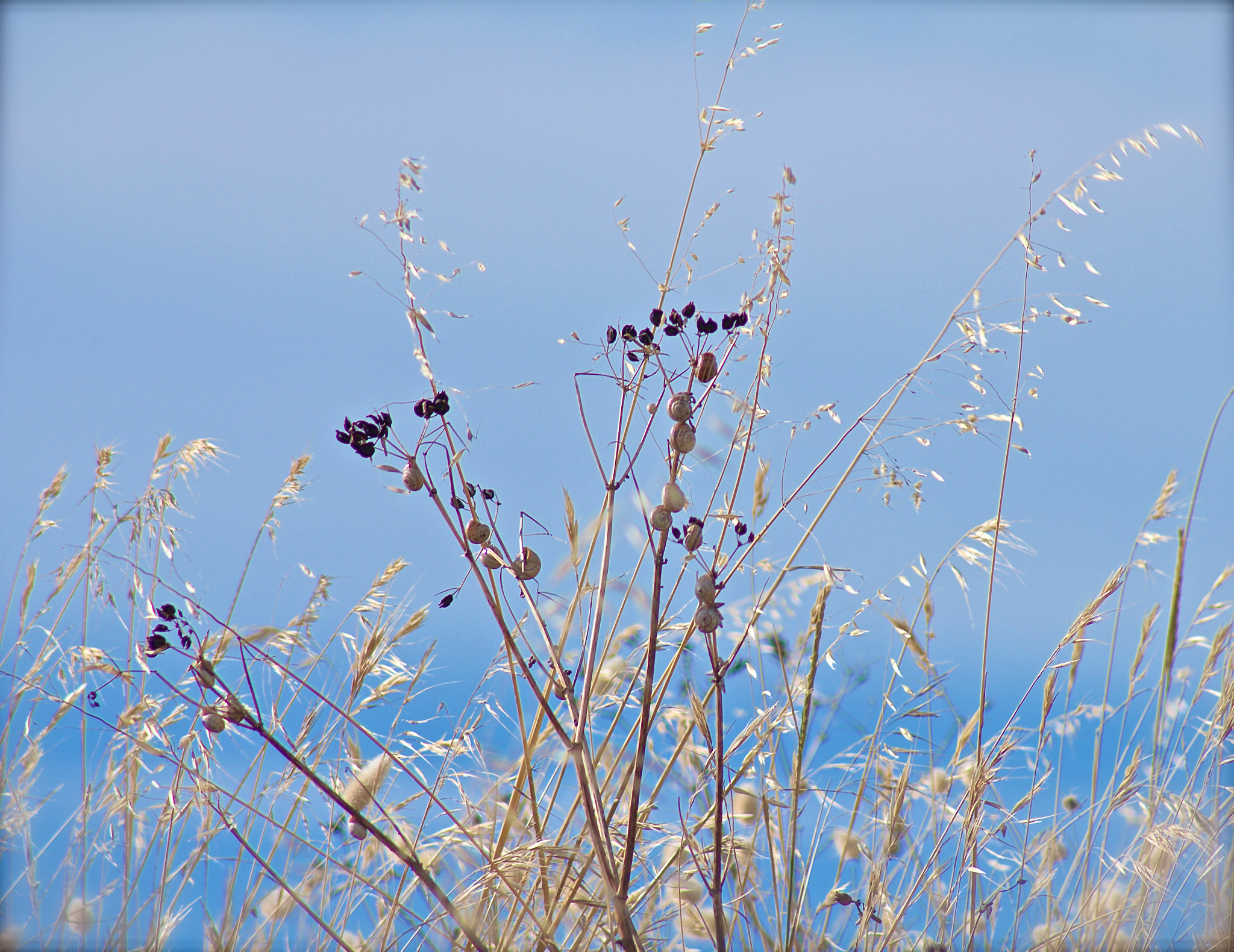 Canon EOS 550D (EOS Rebel T2i / EOS Kiss X4) + EF75-300mm f/4-5.6 sample photo. Flore photography