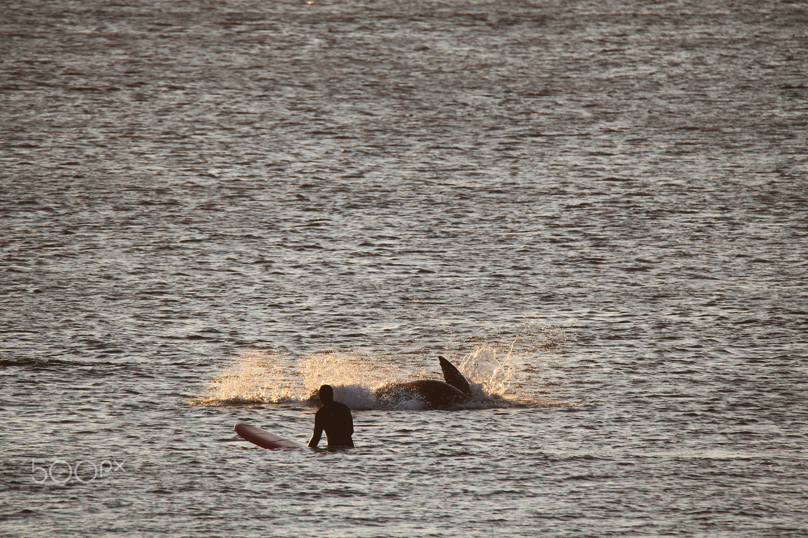 Tamron SP 150-600mm F5-6.3 Di VC USD sample photo. Img photography