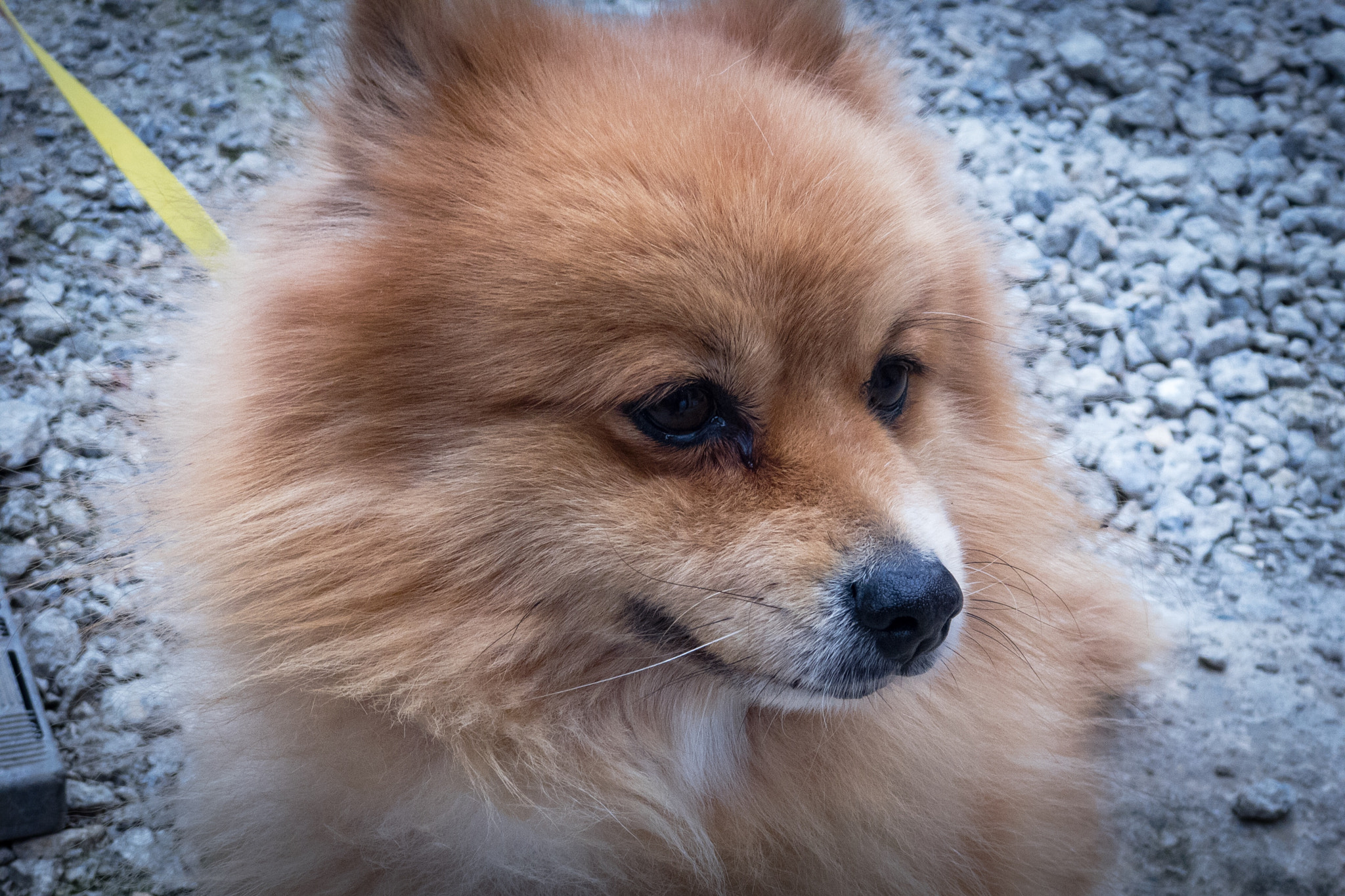 iPhone 7 Plus back camera 6.6mm f/2.8 sample photo. ばあちゃんちの犬“タイガ” photography