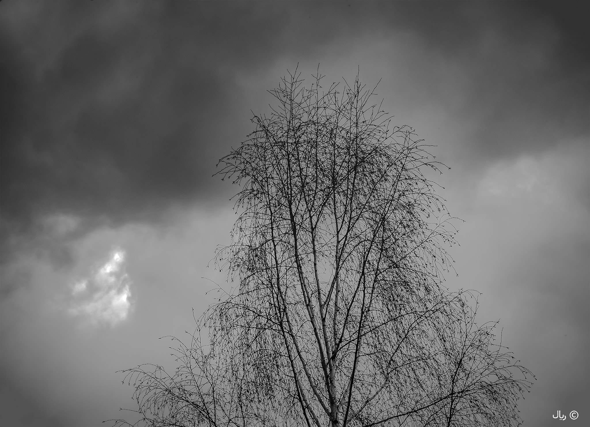 Nikon D810 sample photo. Birch-tree photography