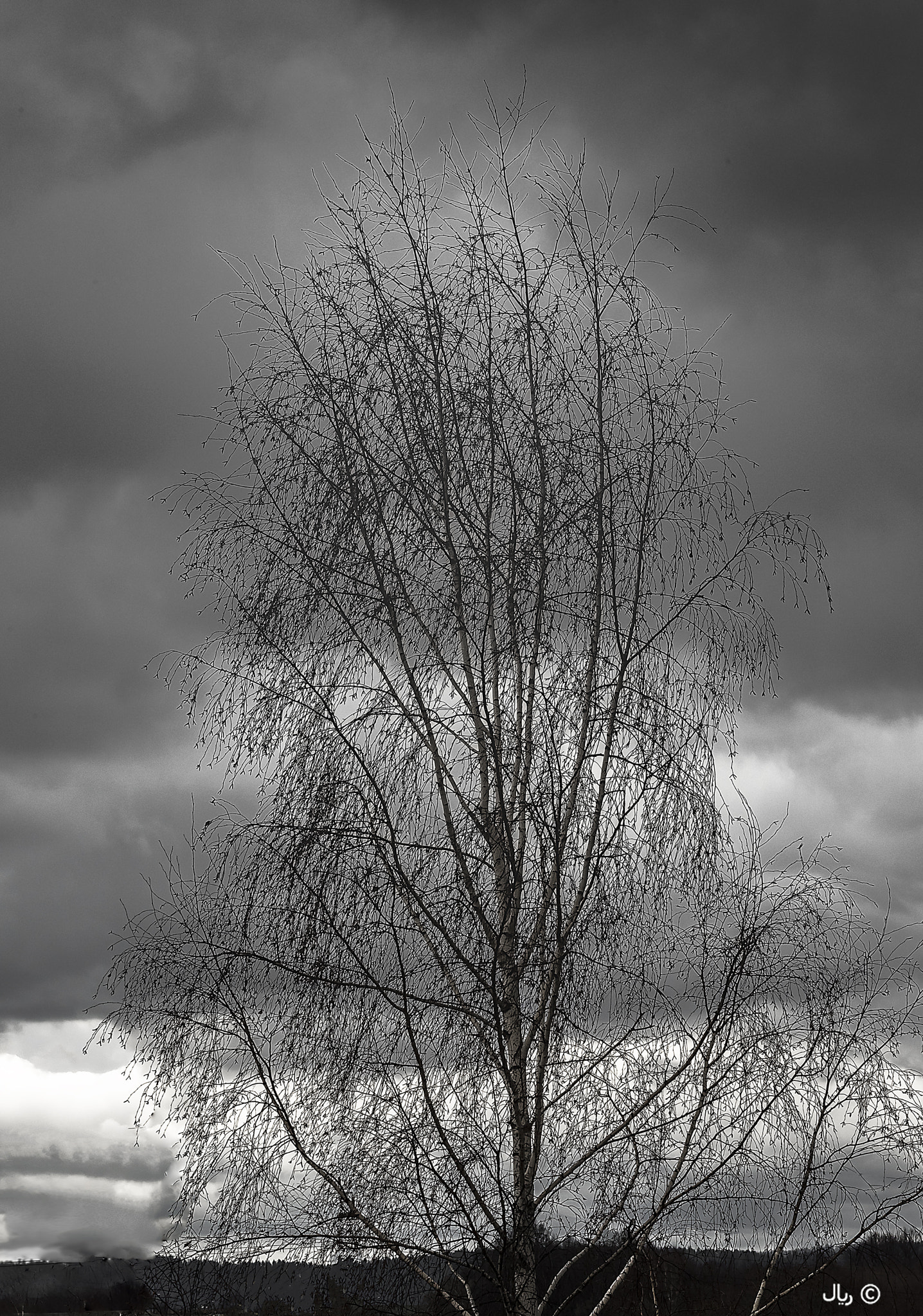 Nikon D810 sample photo. Birch-tree photography